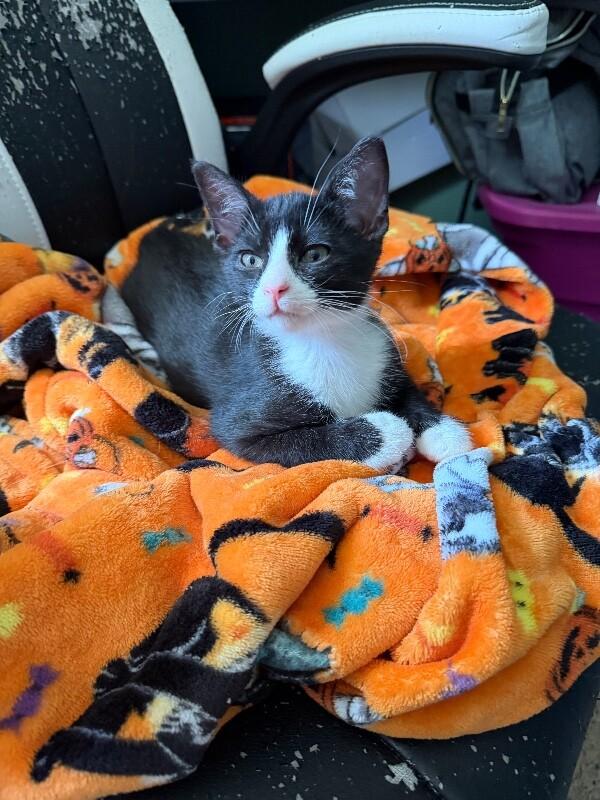Enlarge Mackerel, a Adoptable Domestic Medium Hair in Grand Rapids, MI image 2/6