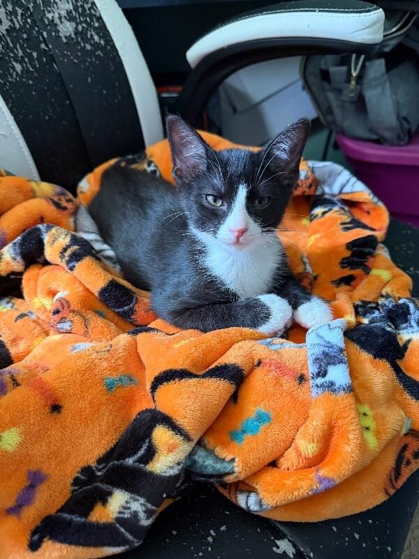 Enlarge Mackerel, a Adoptable Domestic Medium Hair in Grand Rapids, MI image 3/6