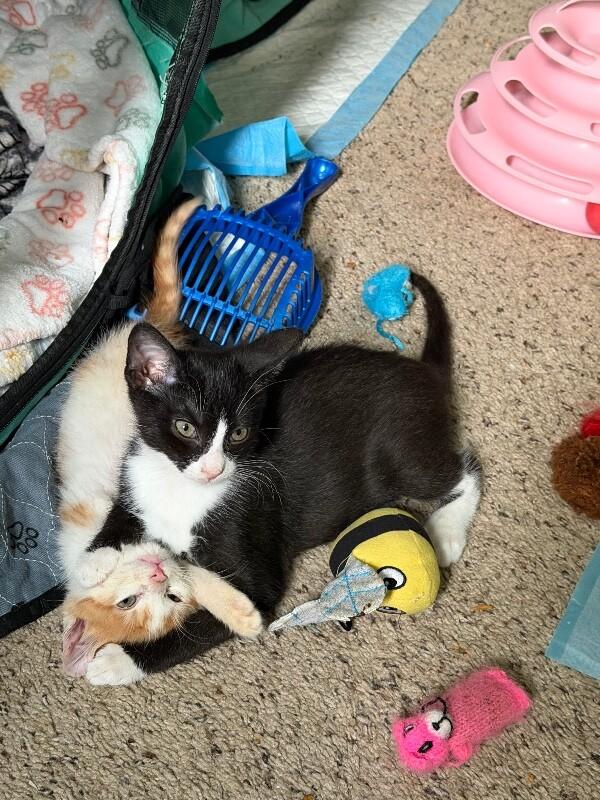 Enlarge Mackerel, a Adoptable Domestic Medium Hair in Grand Rapids, MI image 4/6