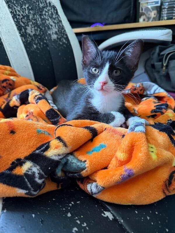 Enlarge Mackerel, a Adoptable Domestic Medium Hair in Grand Rapids, MI image 5/6