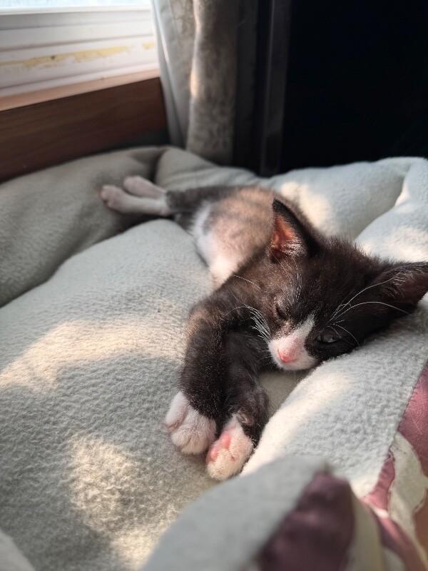Enlarge Mackerel, a Adoptable Domestic Medium Hair in Grand Rapids, MI image 6/6