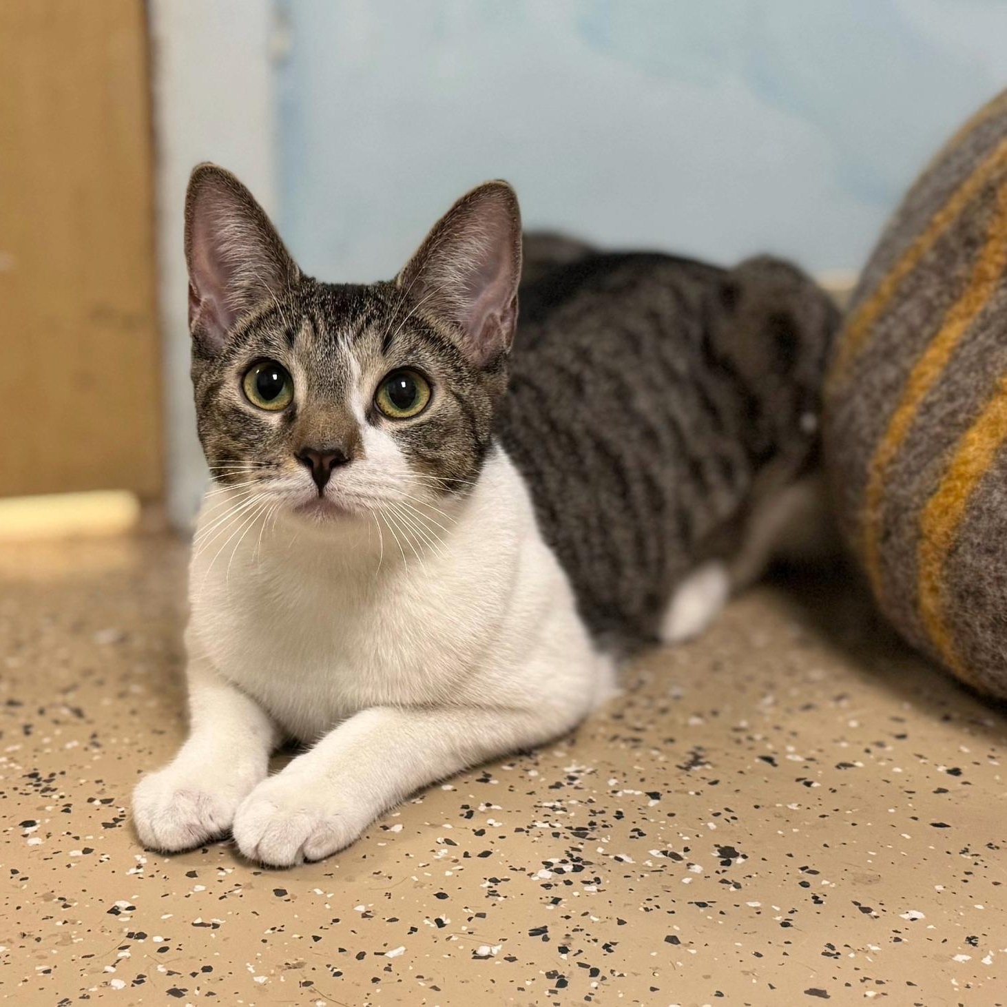 Chrissy Snow , a ADOPTABLE Domestic Short Hair in Norwalk, CT image 3/3