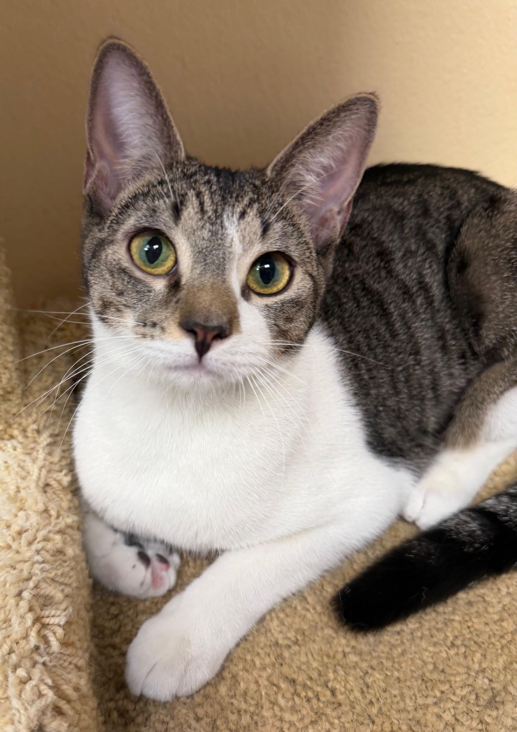 Chrissy Snow , a ADOPTABLE Domestic Short Hair in Norwalk, CT image 1/3