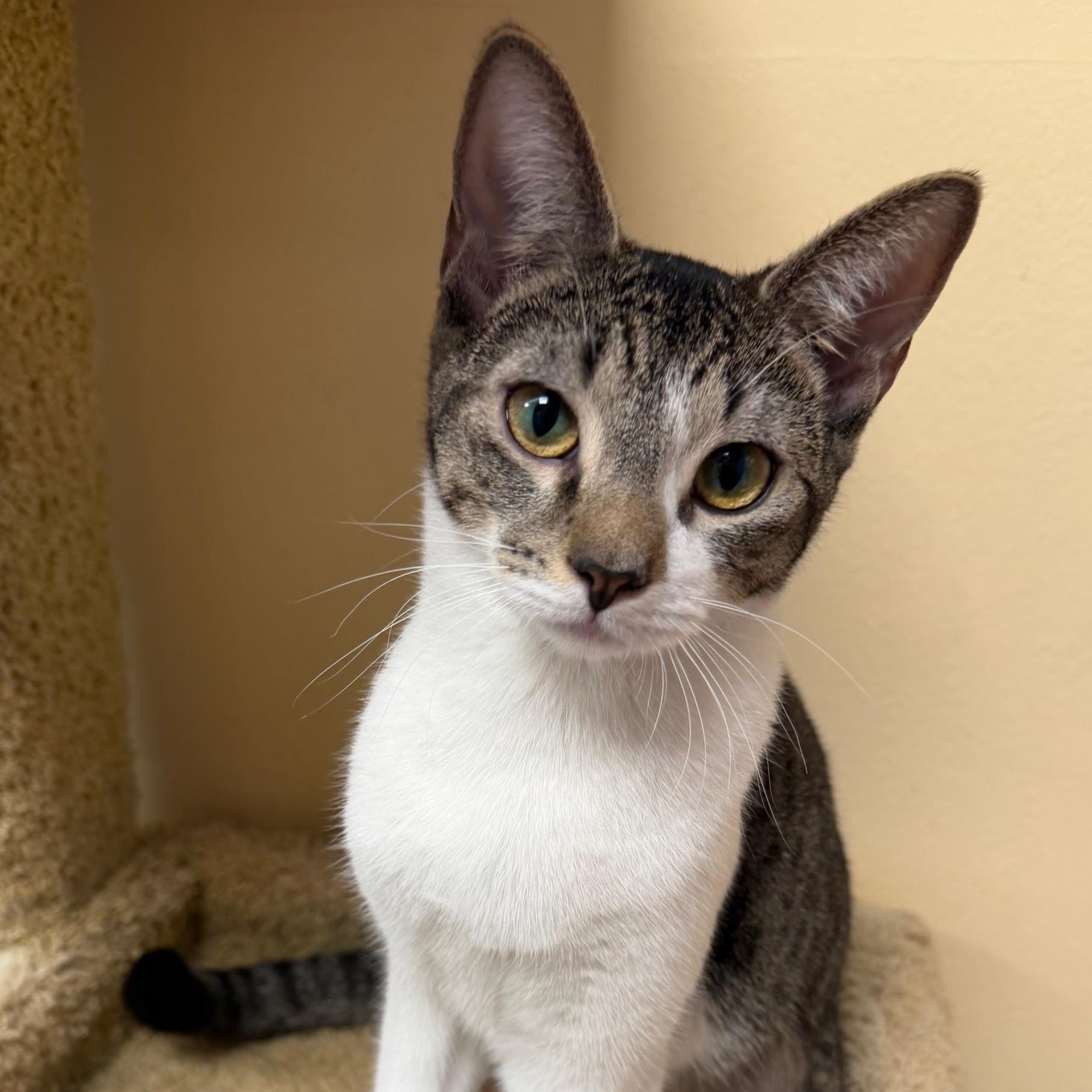 Chrissy Snow , a ADOPTABLE Domestic Short Hair in Norwalk, CT image 2/3