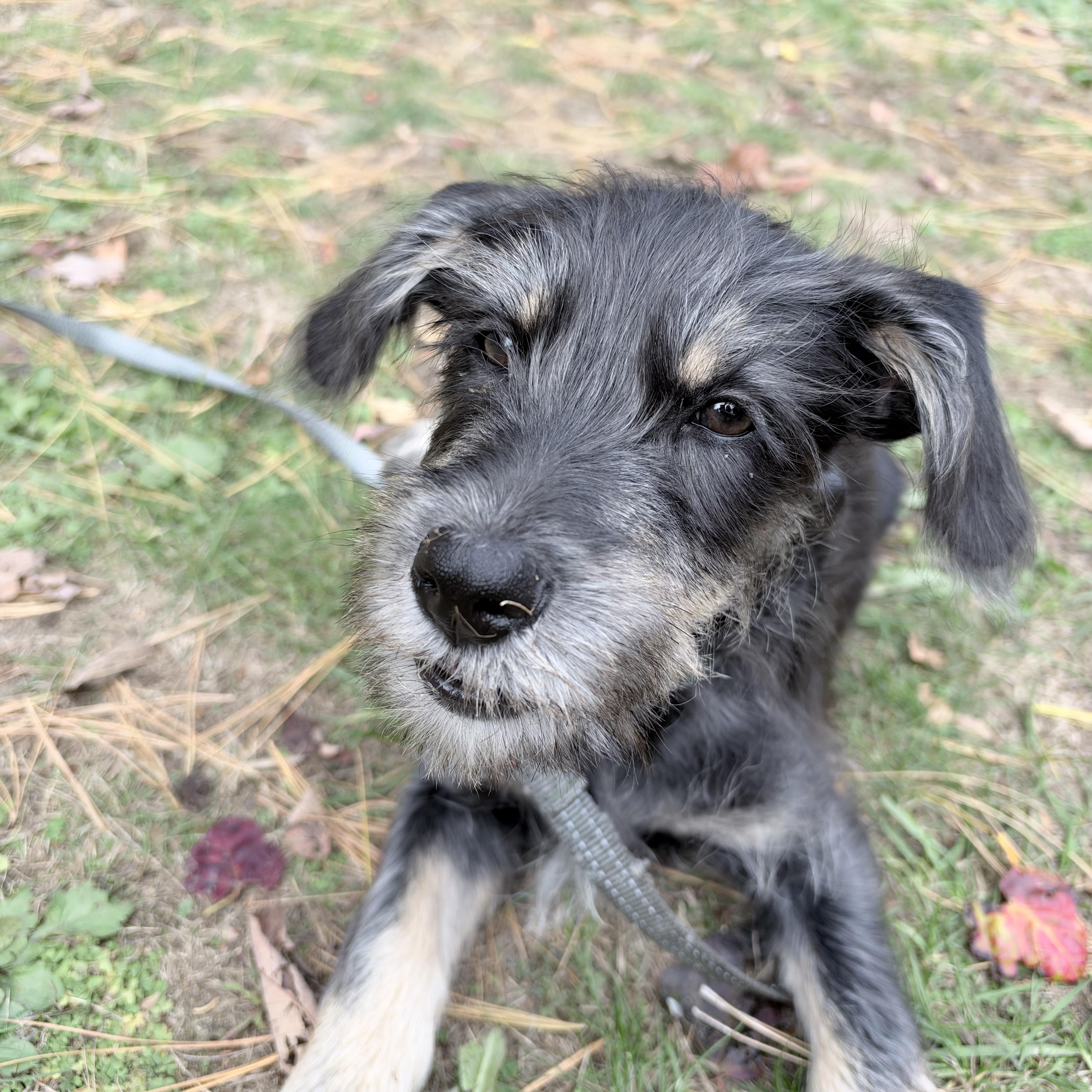 Enlarge Jimmy awwwwwww, a Adopted mixed breed in Framingham, , MA image 4/6