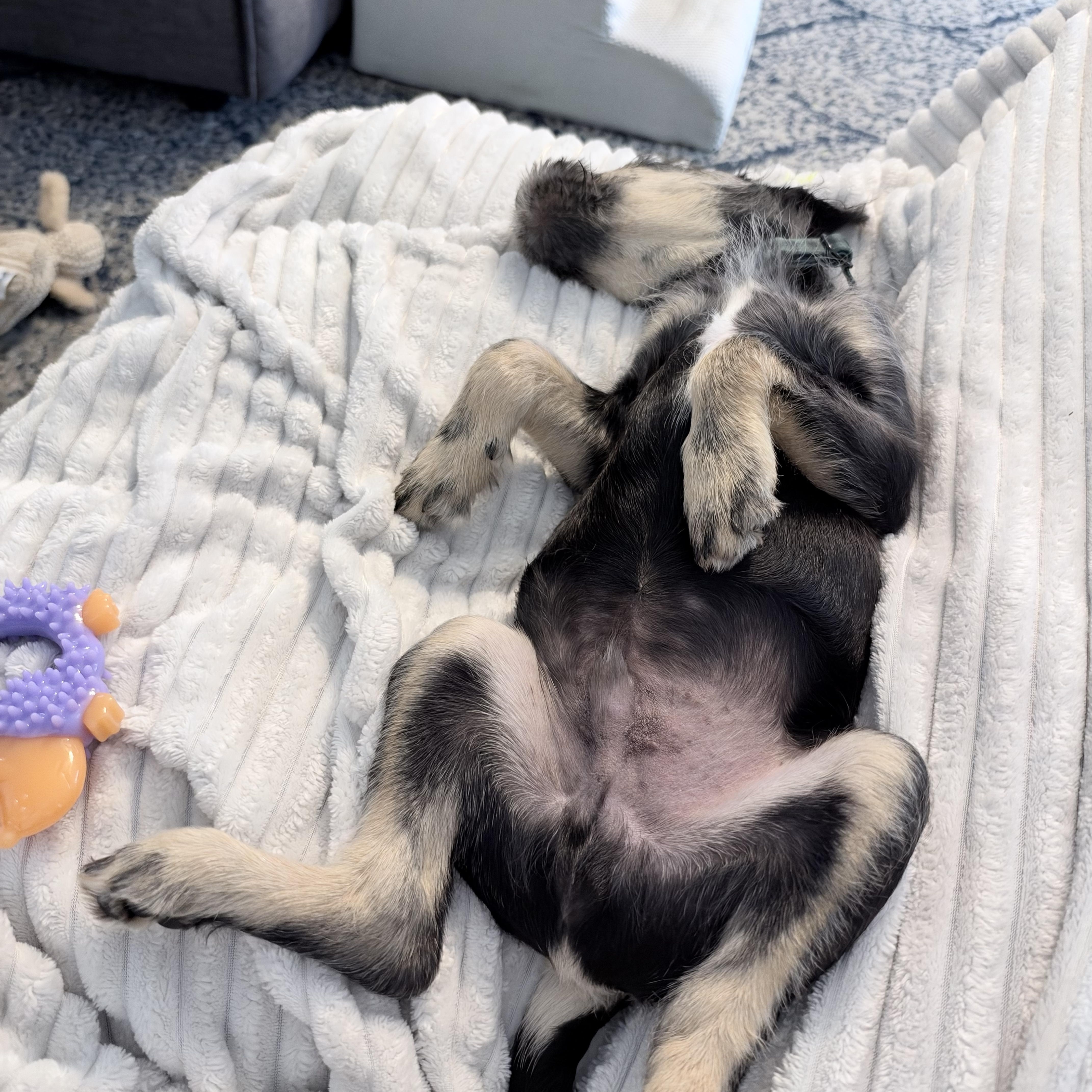 Enlarge Jimmy awwwwwww, a Adopted mixed breed in Framingham, , MA image 3/6
