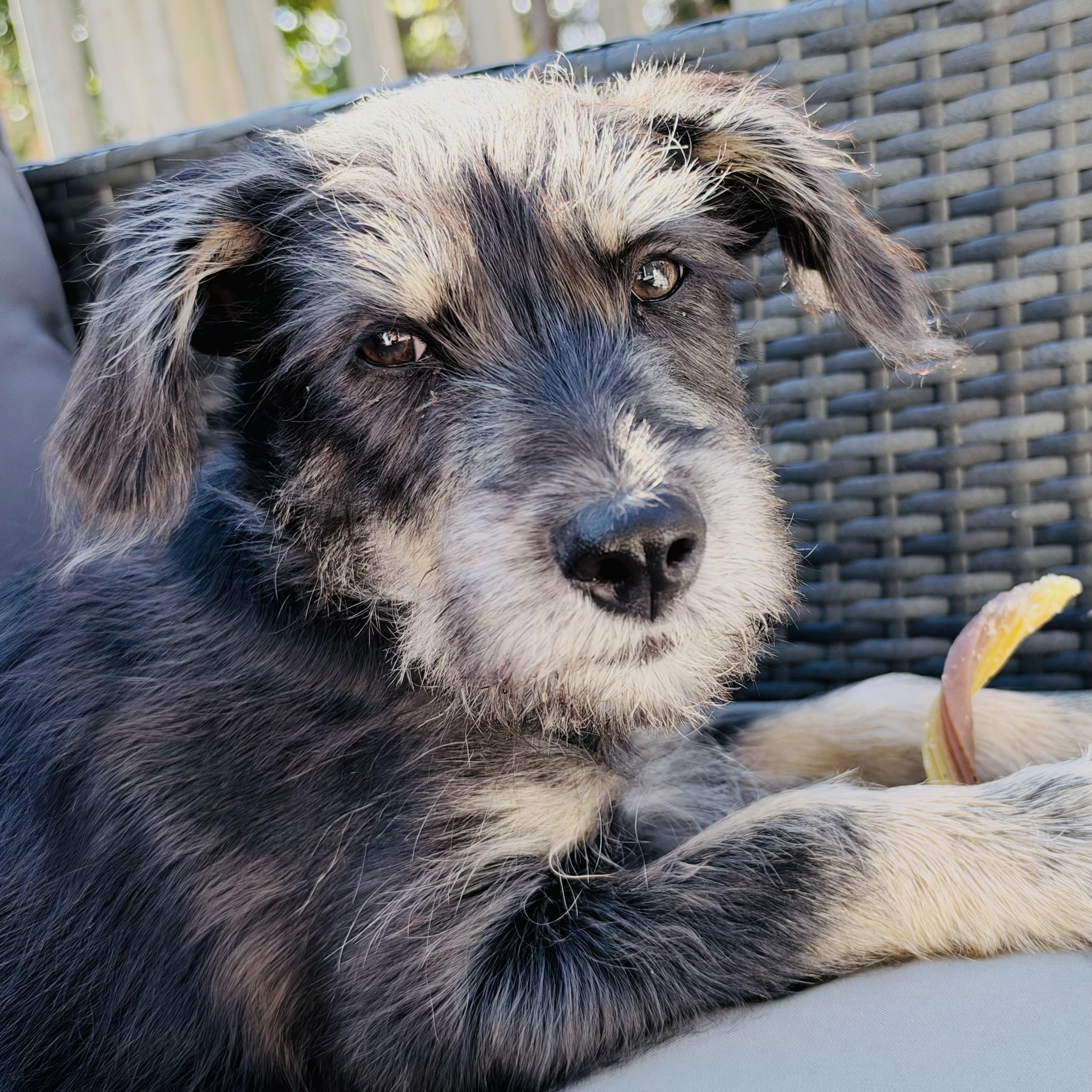 Jimmy awwwwwww, Adoptable, Puppy Male Schnauzer.