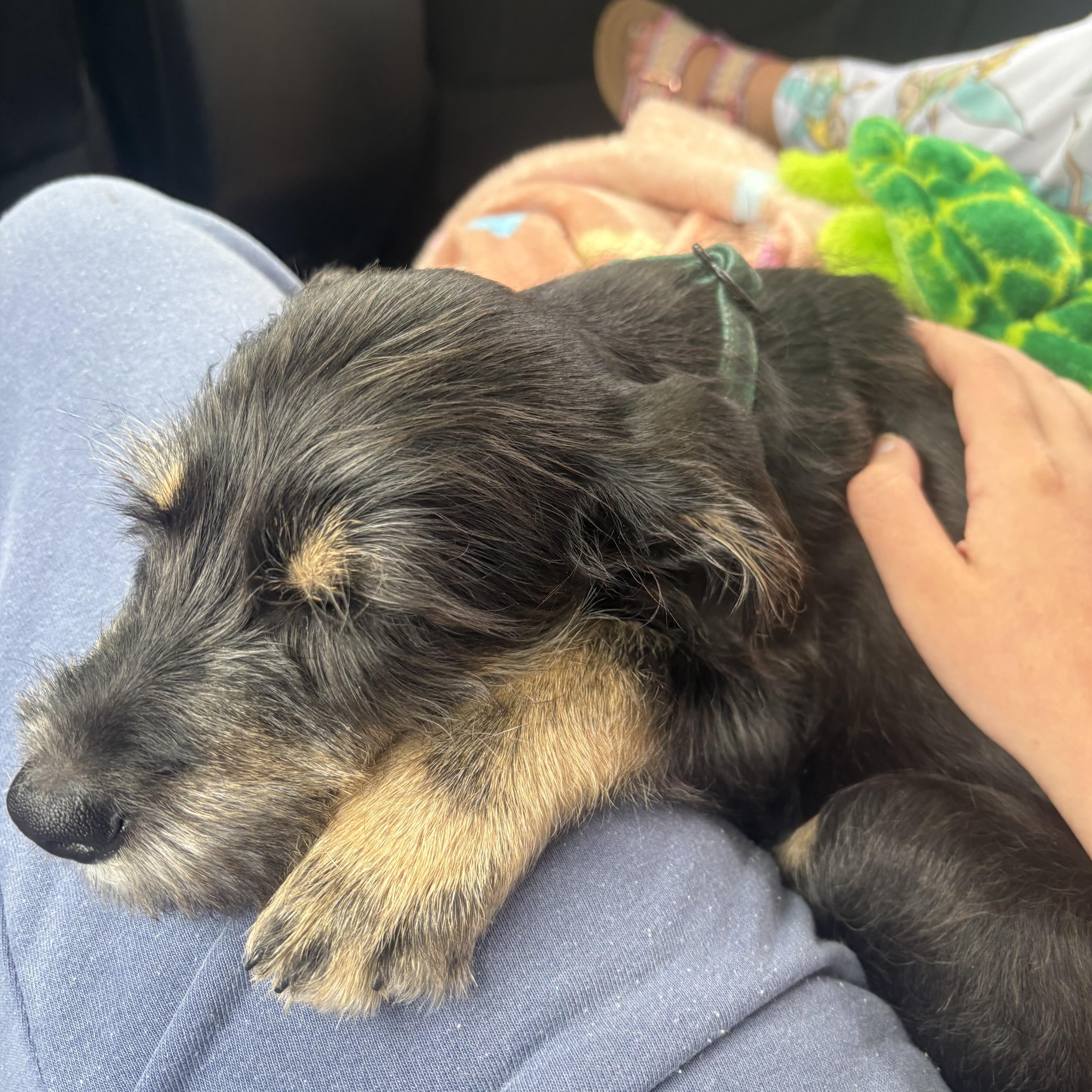 Enlarge Jimmy awwwwwww, a Adopted mixed breed in Framingham, , MA image 5/6