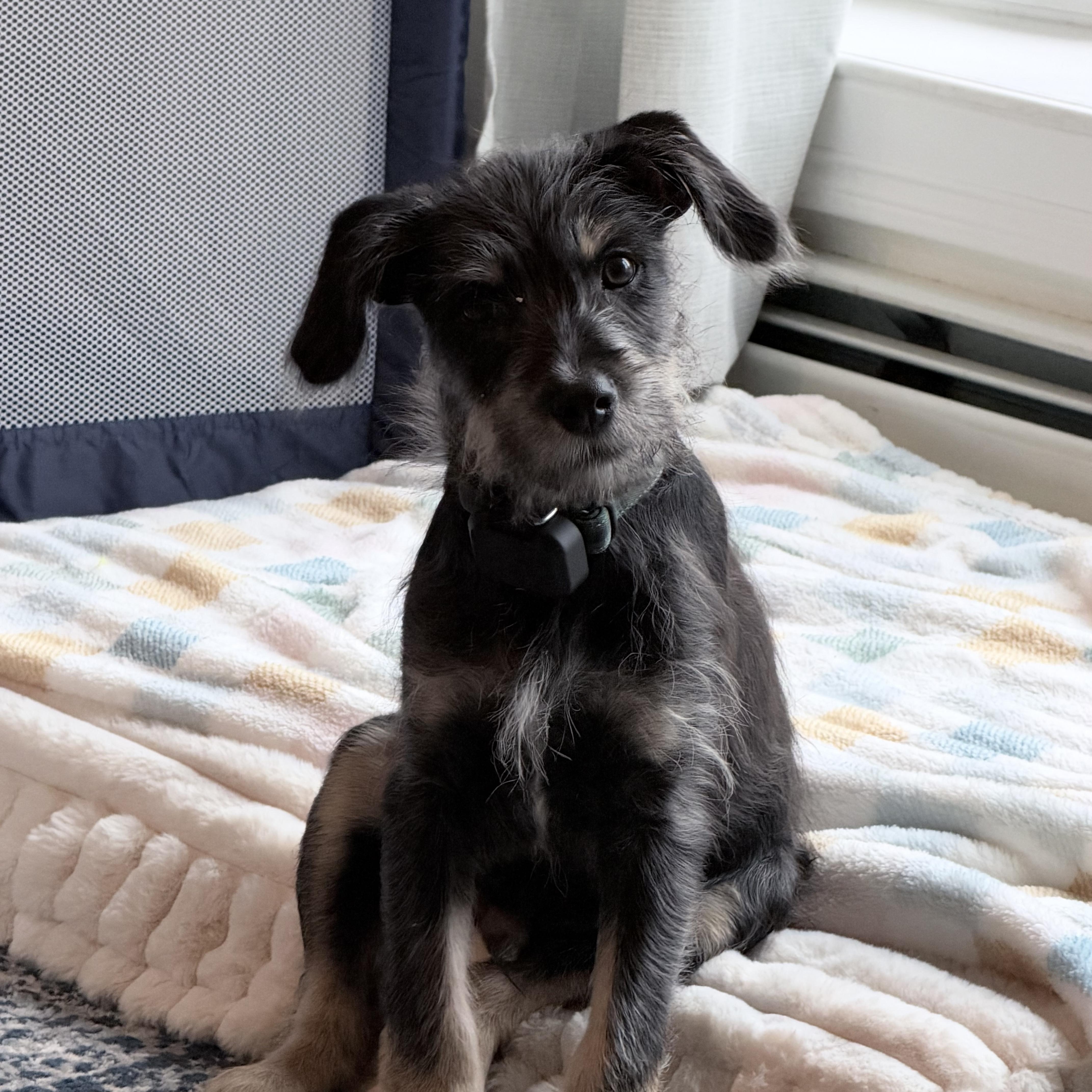 Enlarge Jimmy awwwwwww, a Adopted mixed breed in Framingham, , MA image 2/6