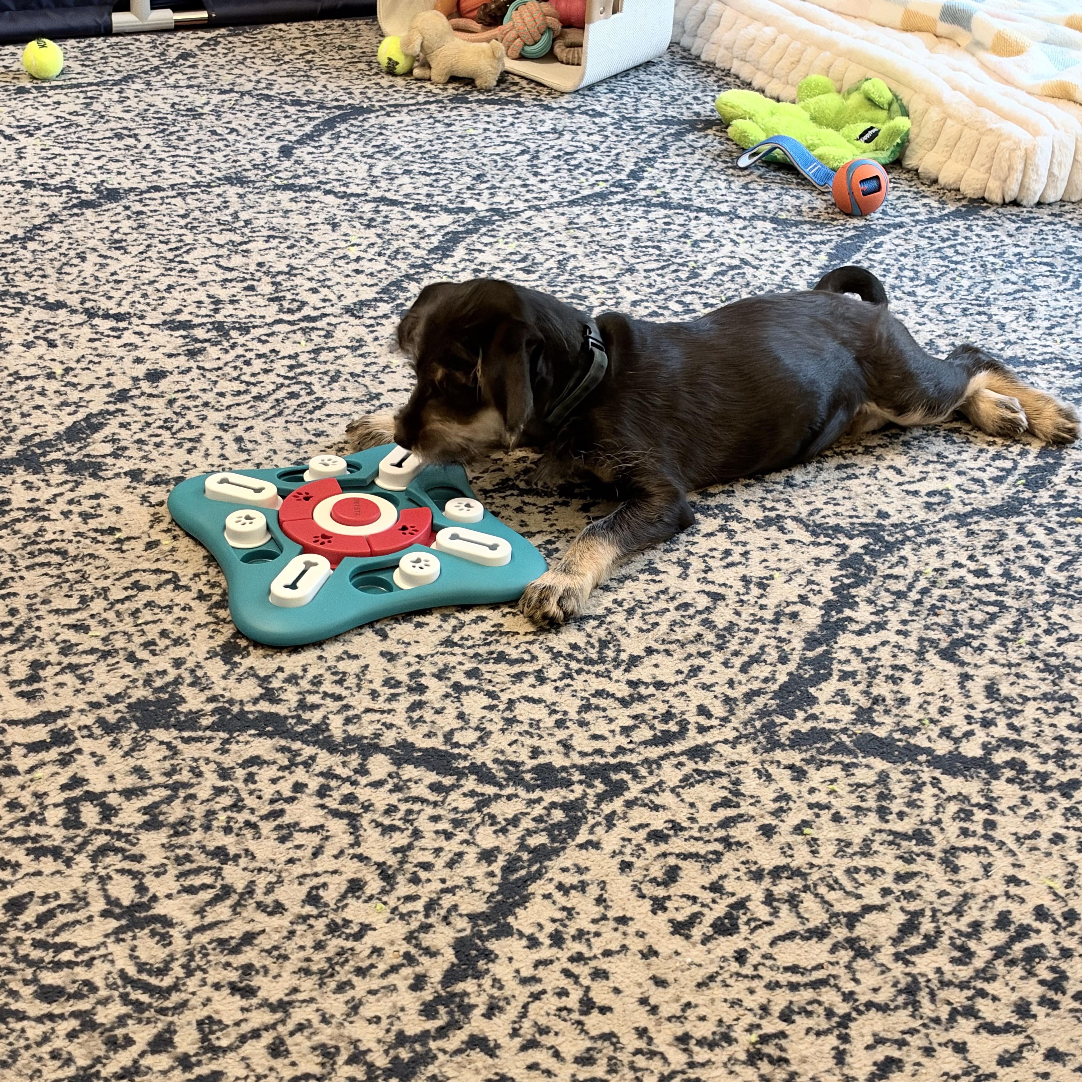 Enlarge Jimmy awwwwwww, a Adopted mixed breed in Framingham, , MA image 6/6