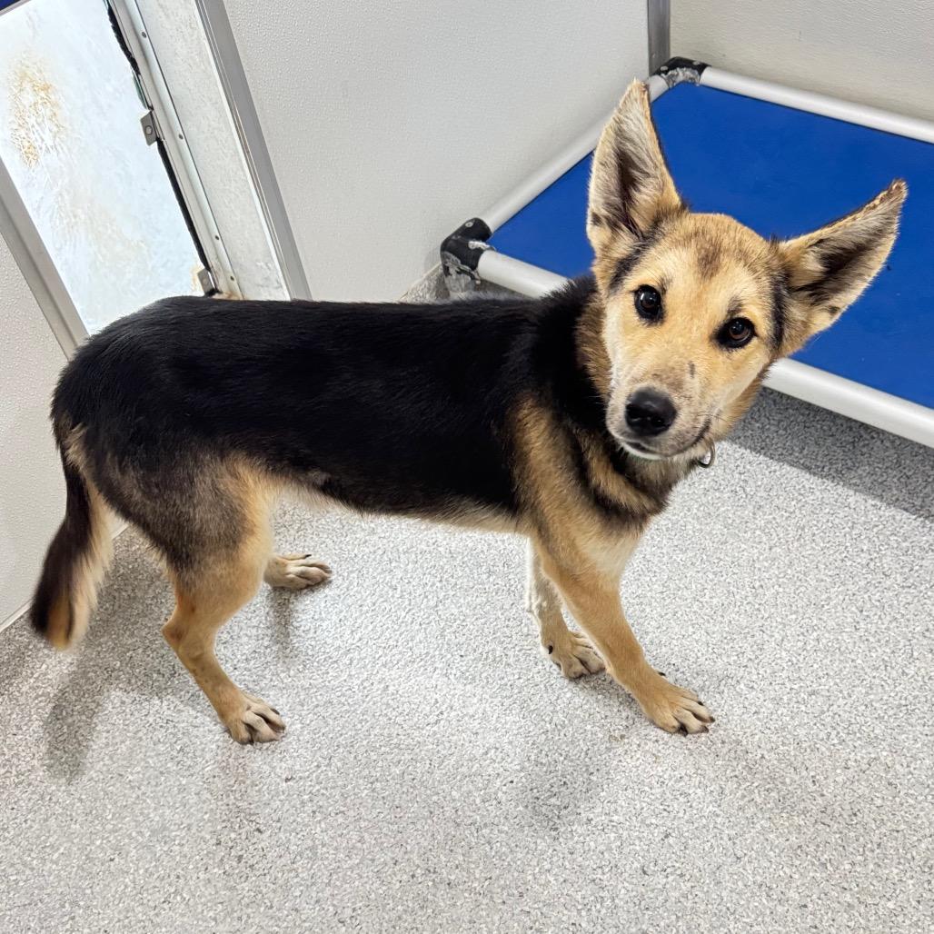 Buddy, a Adoptable mixed breed in Pineville, MO image 1/4
