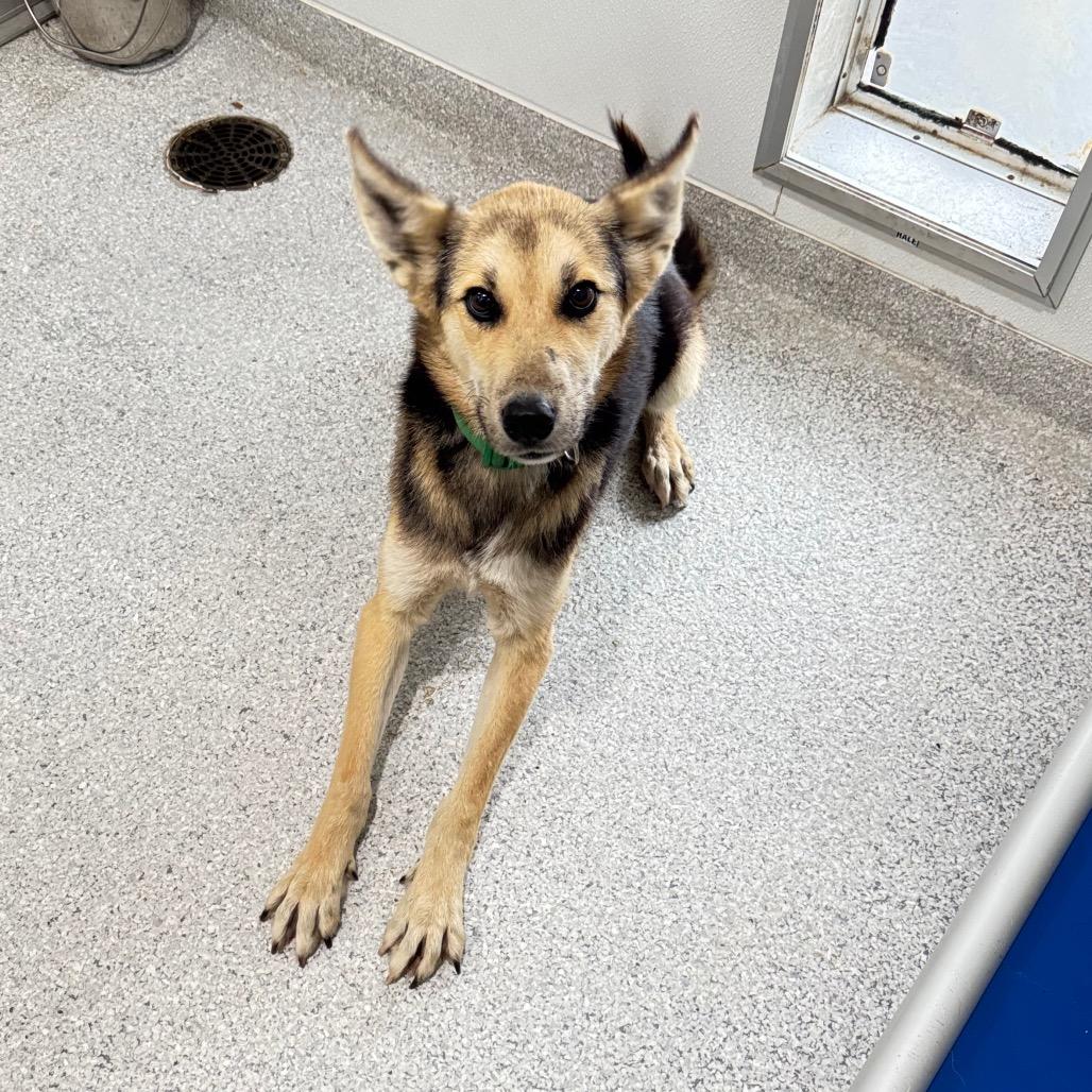 Buddy, a Adoptable mixed breed in Pineville, MO image 2/4