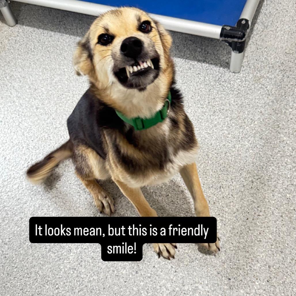 Buddy, a Adoptable mixed breed in Pineville, MO image 3/4