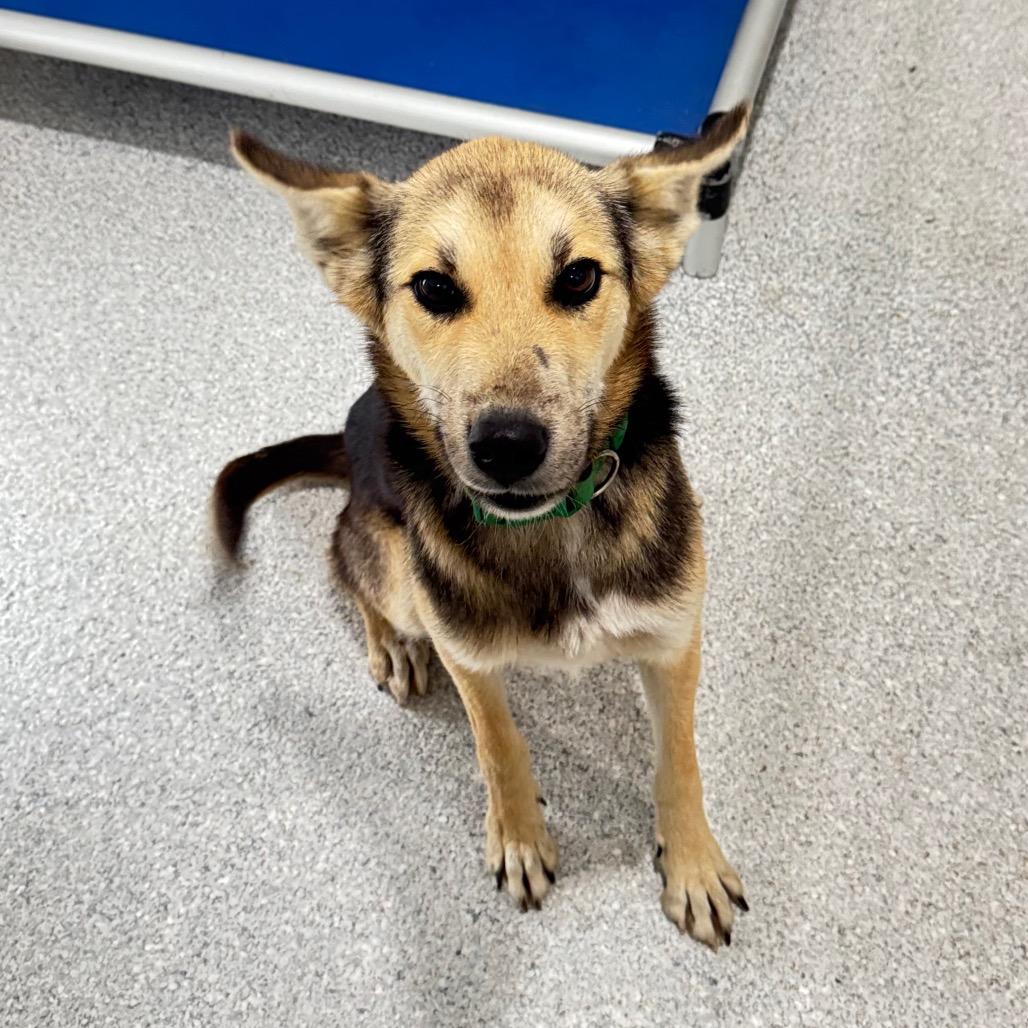 Buddy, a Adoptable mixed breed in Pineville, MO image 4/4