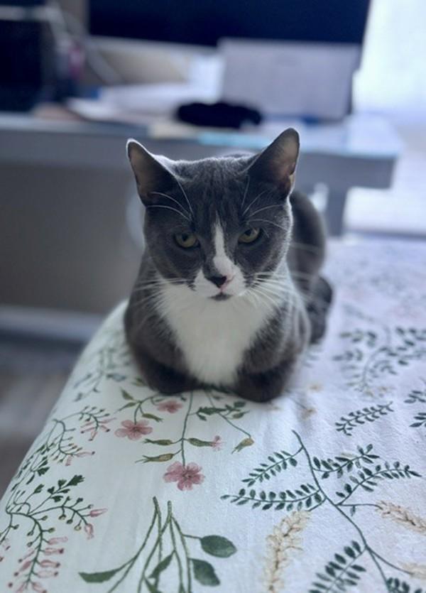Enlarge Fennel, a Adoptable mixed breed in Winnipeg, MB image 1/1