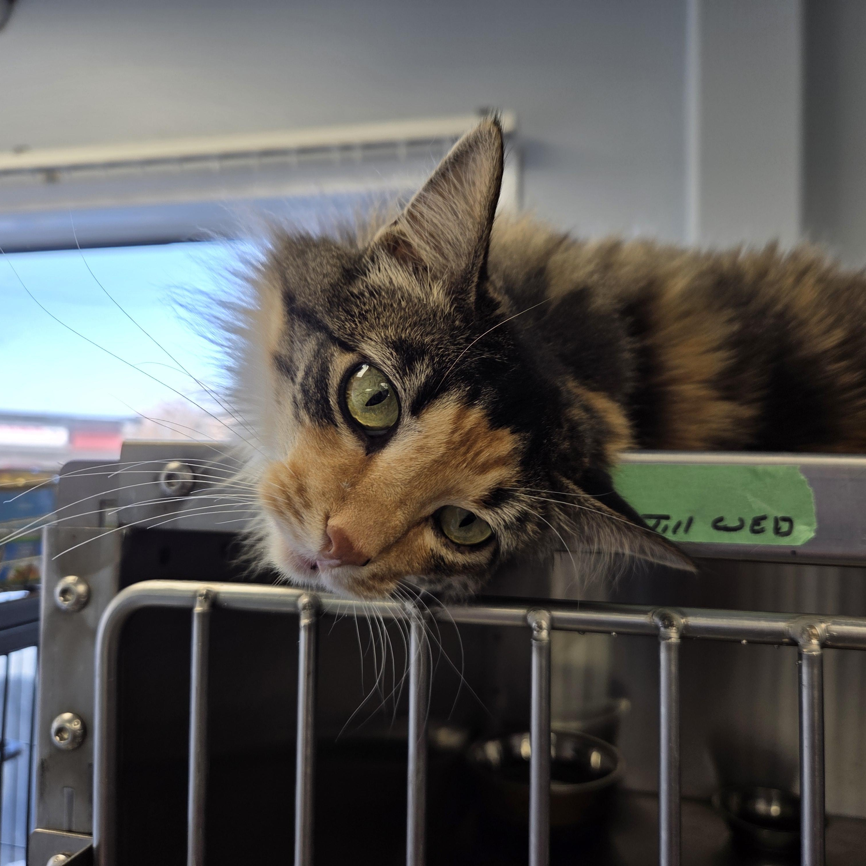 Miss Demeanor, a Adoptable Domestic Medium Hair in Brooks, AB image 1/3