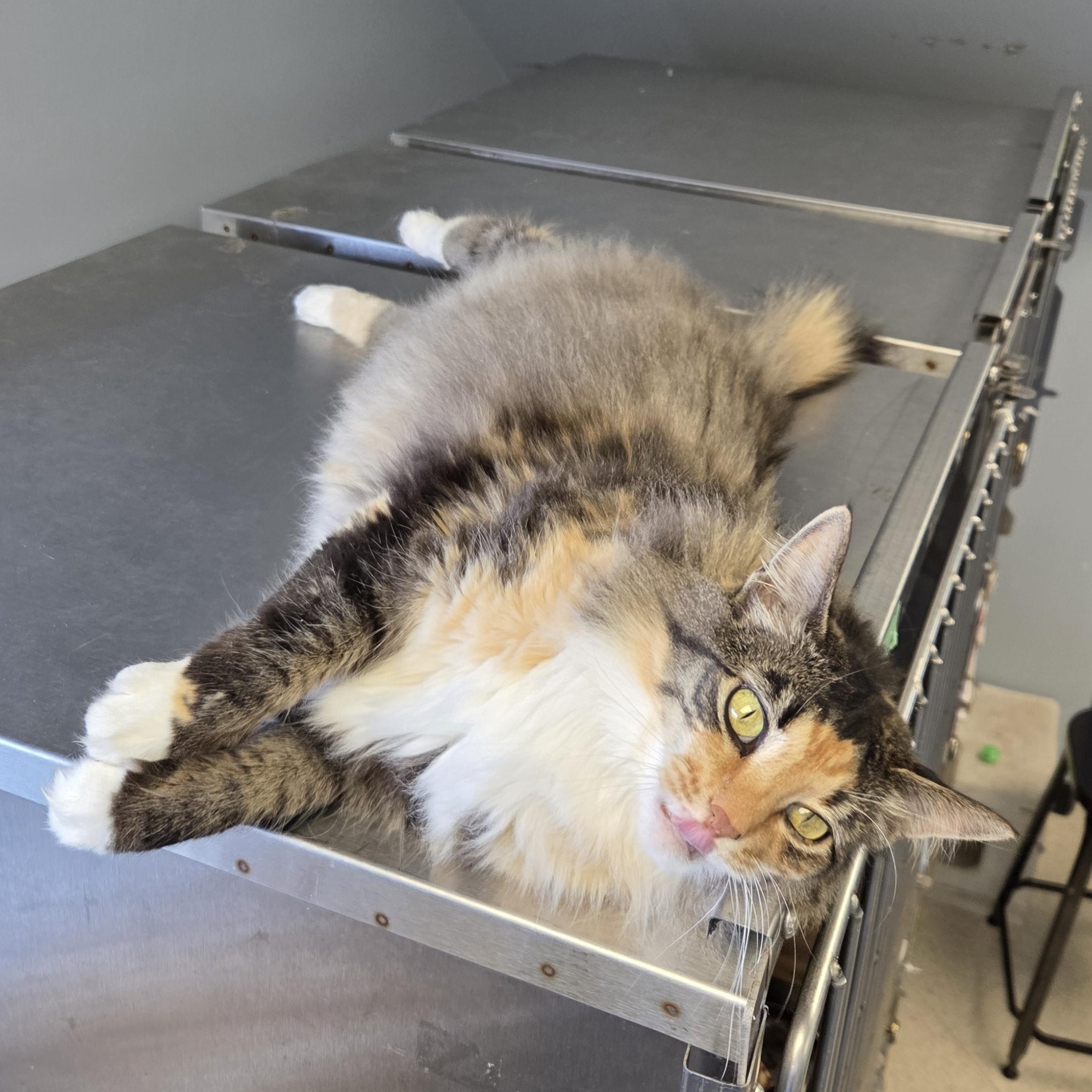 Miss Demeanor, a Adoptable Domestic Medium Hair in Brooks, AB image 3/3