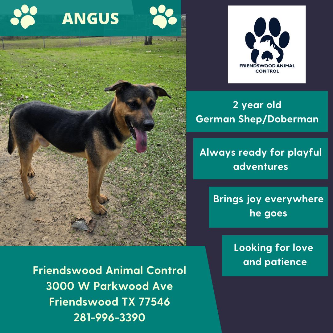Angus 3
