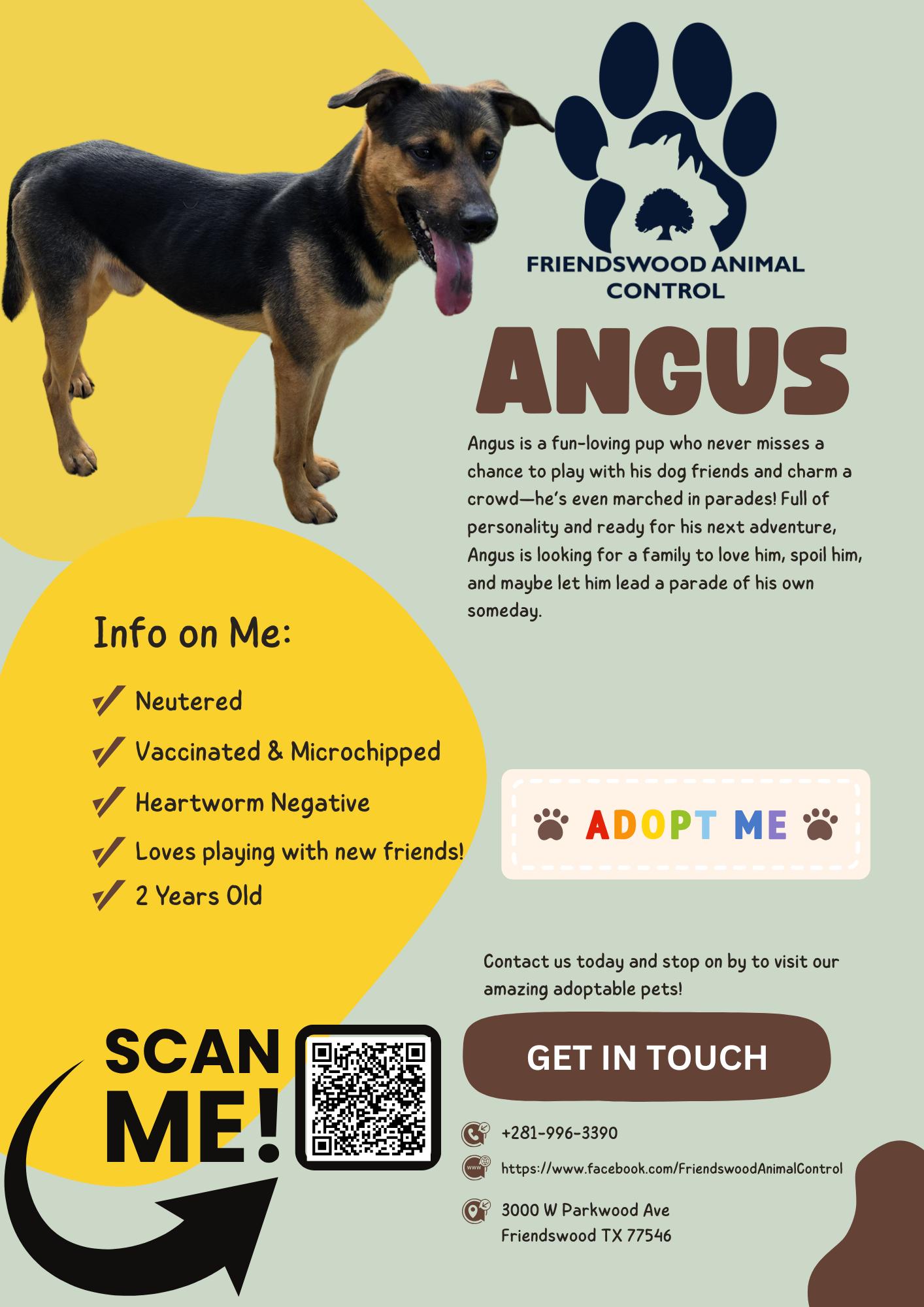 Angus 2