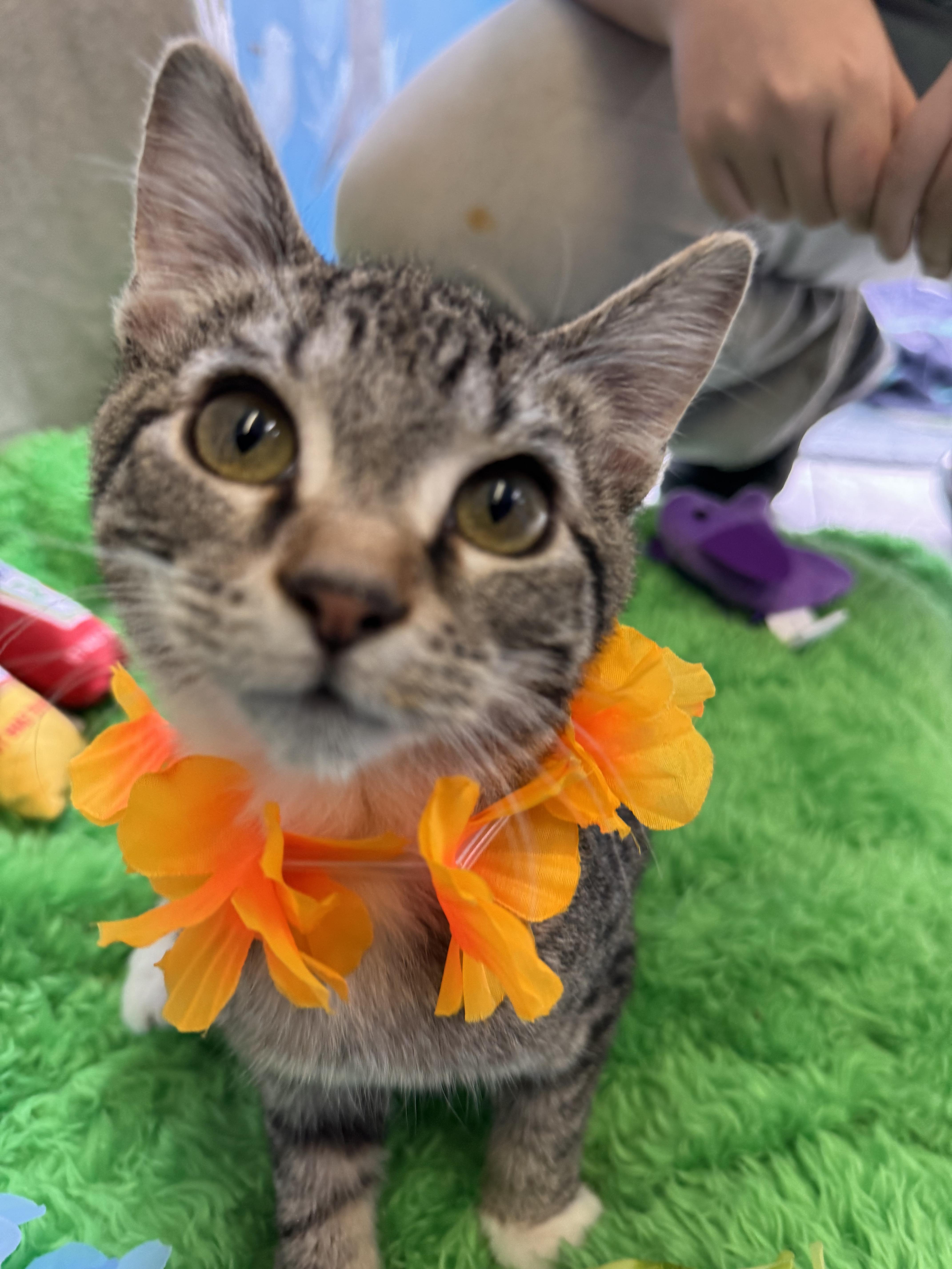 Lil Abner, Baby Male American Shorthair