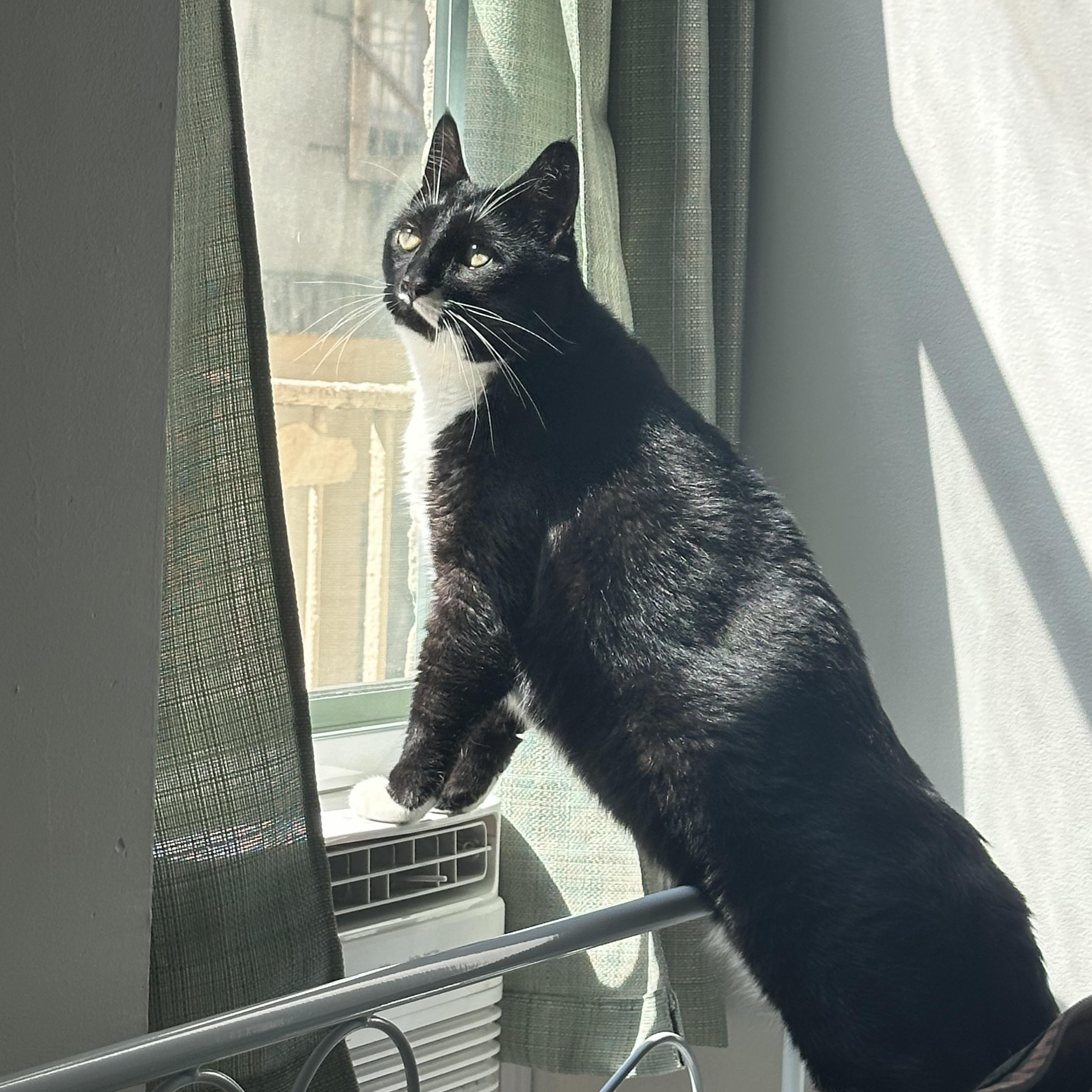 Ricky, a Adoptable Domestic Short Hair in New York, NY image 5/6