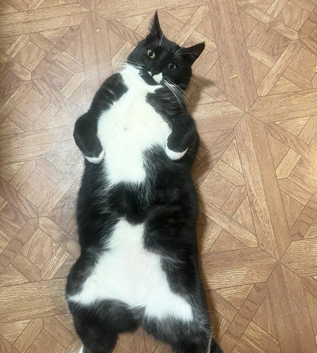 Ricky, a Adoptable Domestic Short Hair in New York, NY image 3/6