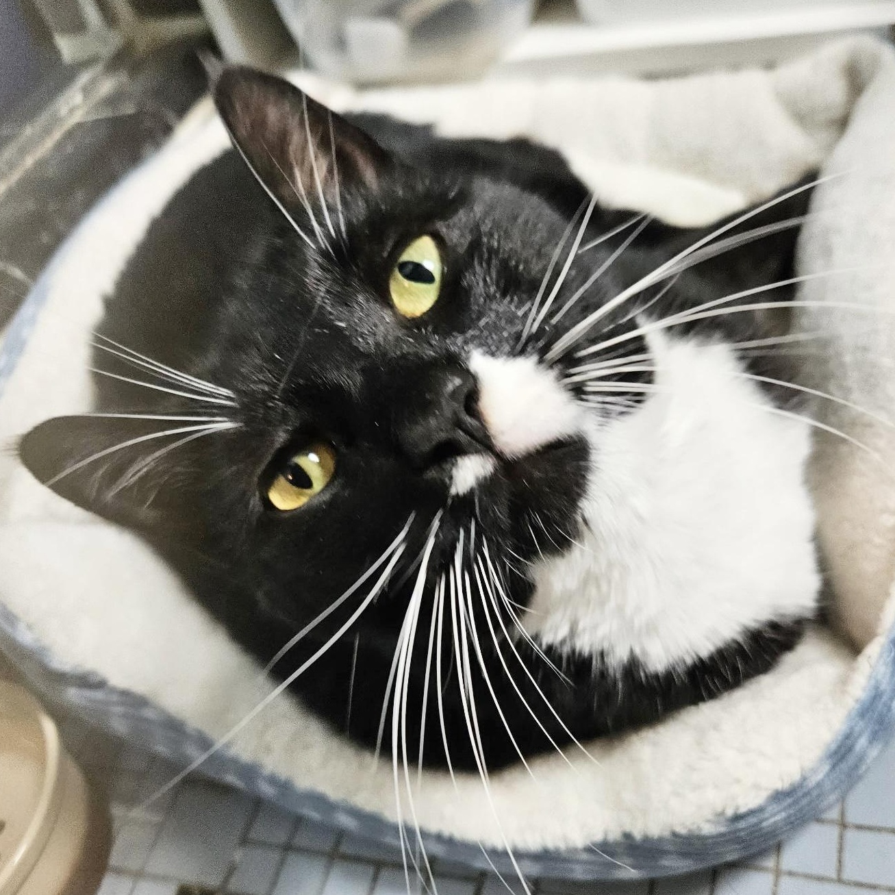 Ricky, a Adoptable Domestic Short Hair in New York, NY image 2/6