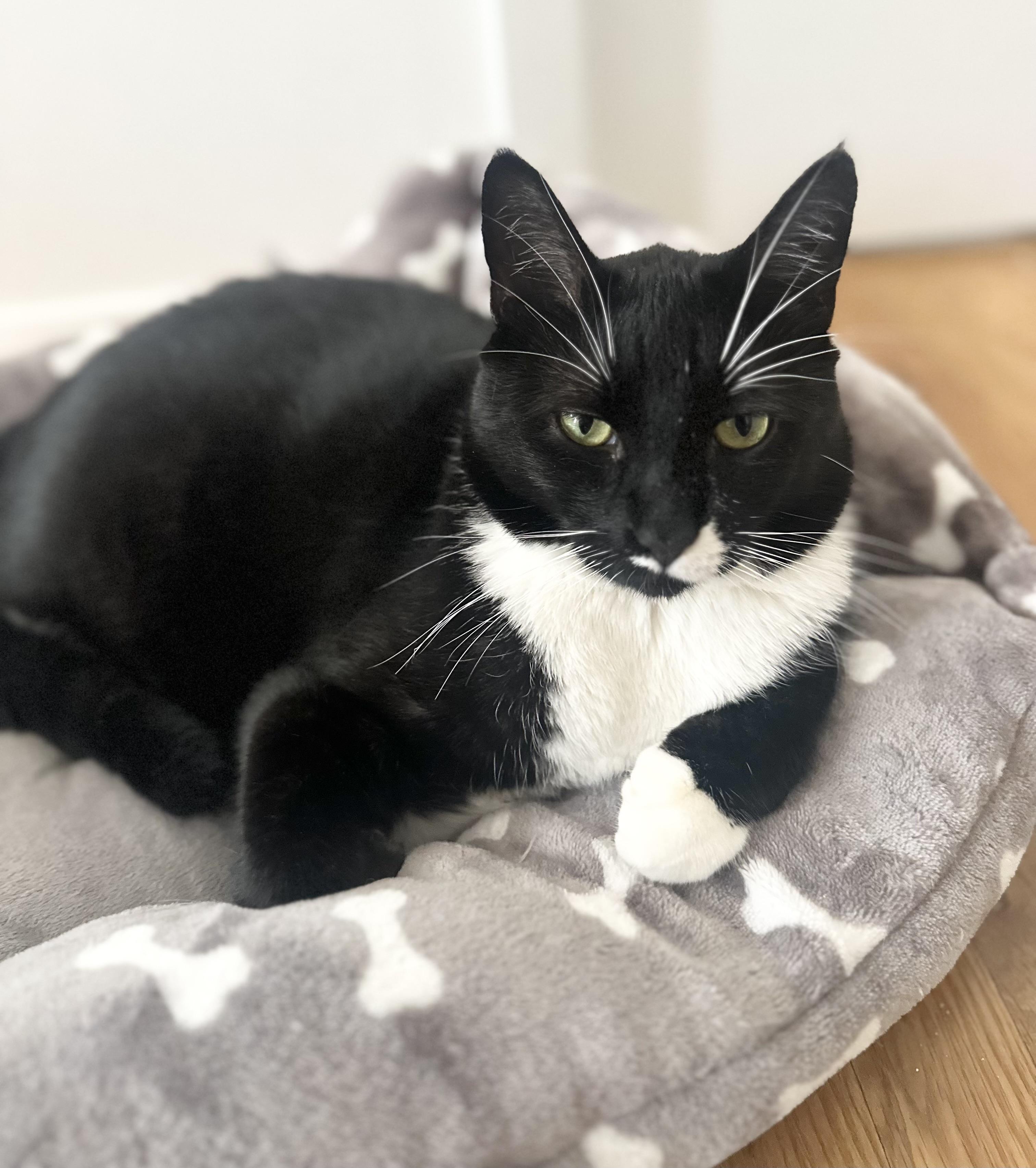 Ricky, Adoptable, Adult Male Domestic Short Hair.