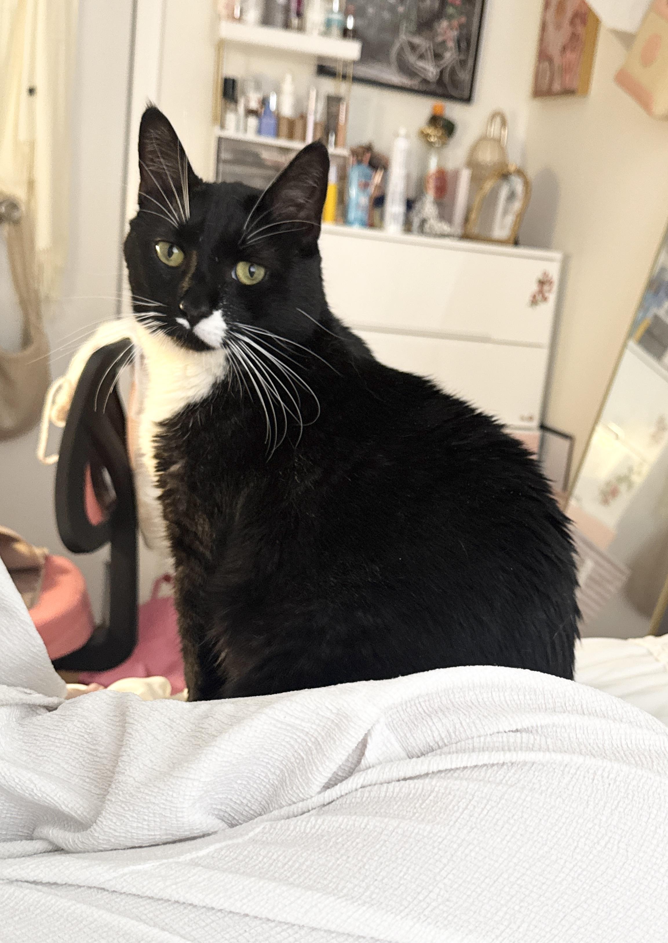 Ricky, a Adoptable Domestic Short Hair in New York, NY image 4/6