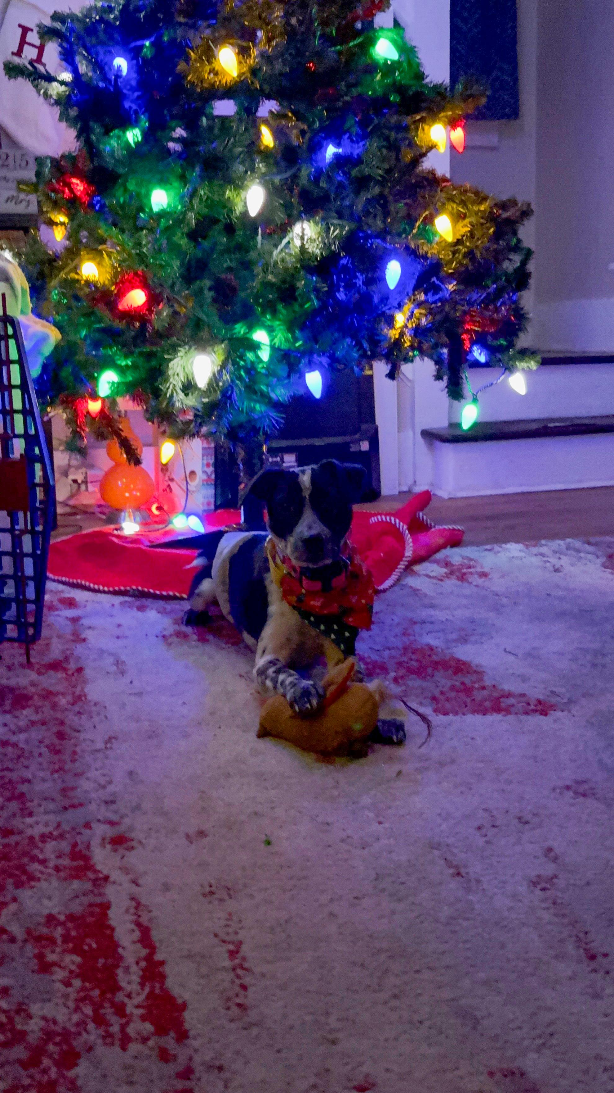 Enlarge Easton, an adopted mixed breed in Albion, NY image 5/6