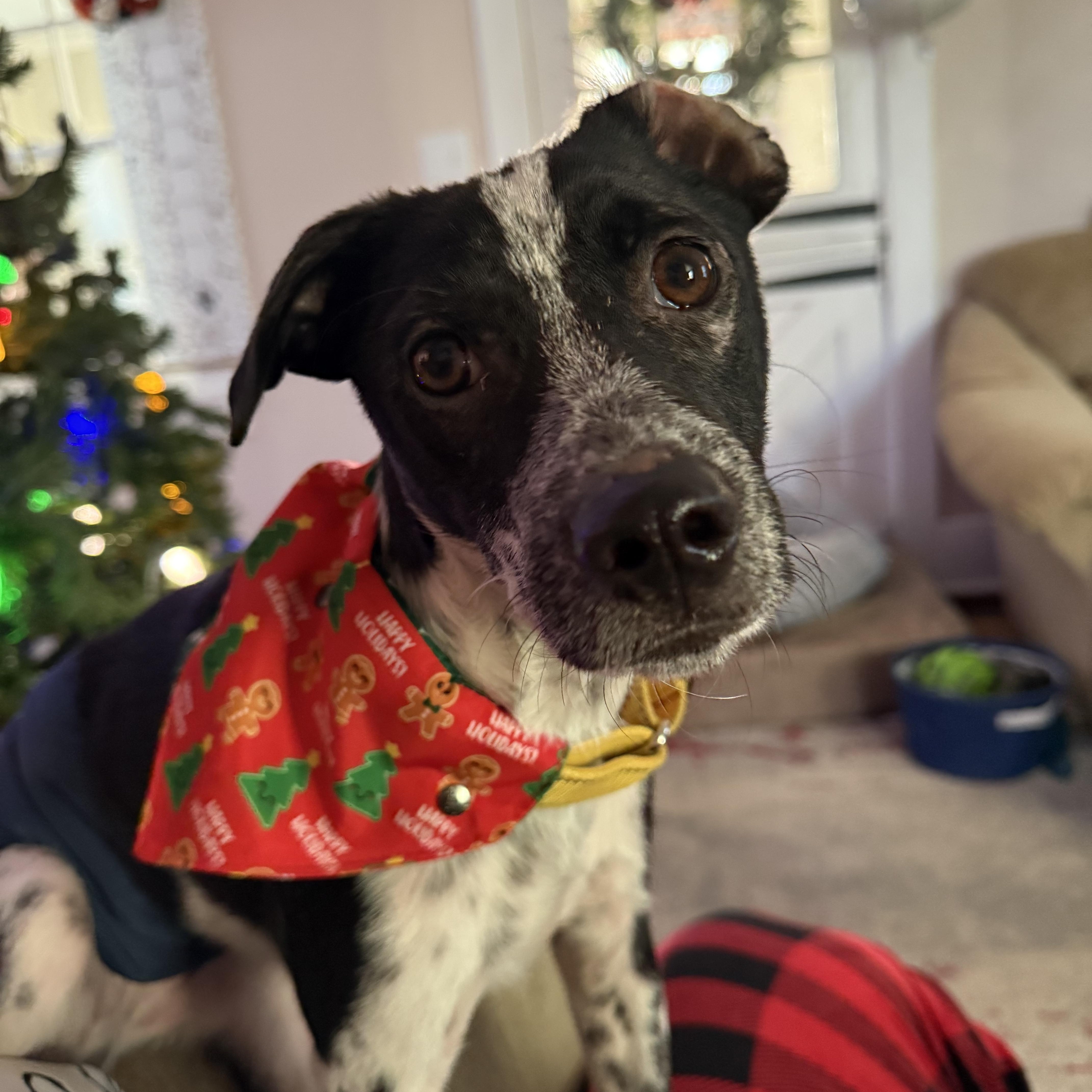Easton, adopted, Young Male Pointer & Chihuahua.