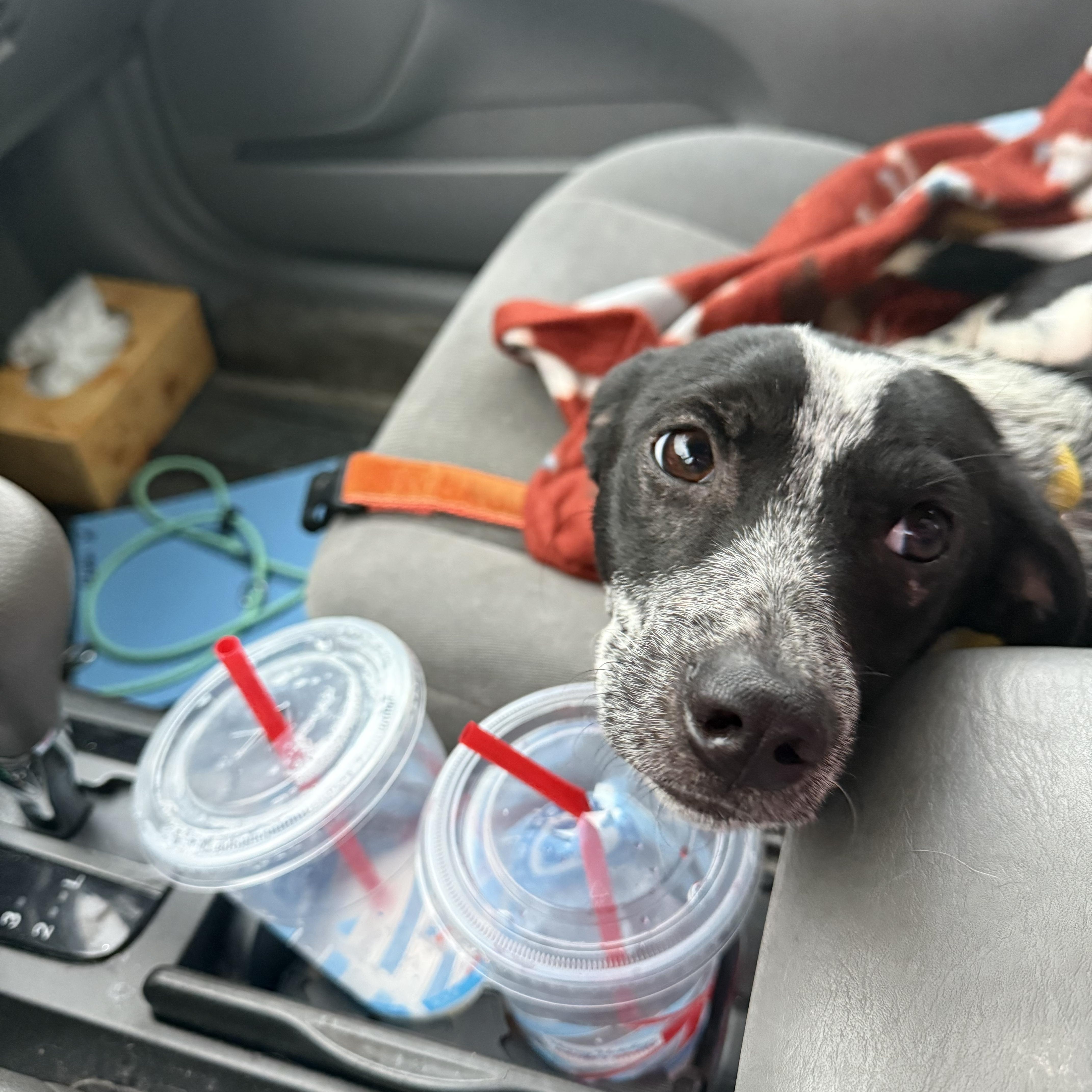 Enlarge Easton, an adopted mixed breed in Albion, NY image 6/6