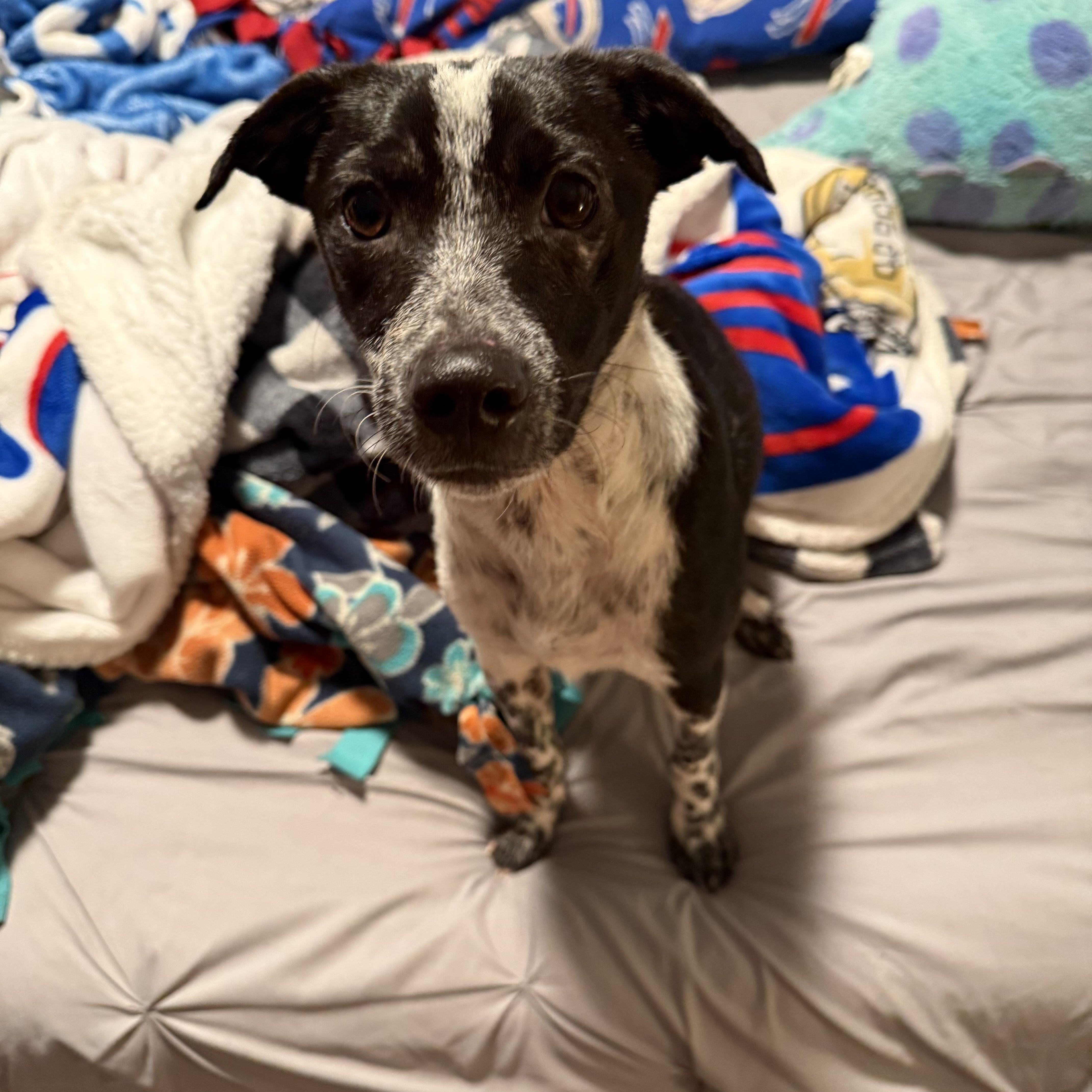 Enlarge Easton, an adopted mixed breed in Albion, NY image 4/6