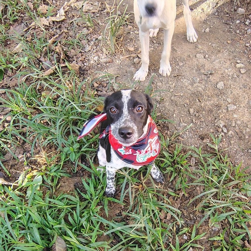 Enlarge Easton, an adopted mixed breed in Albion, NY image 2/6