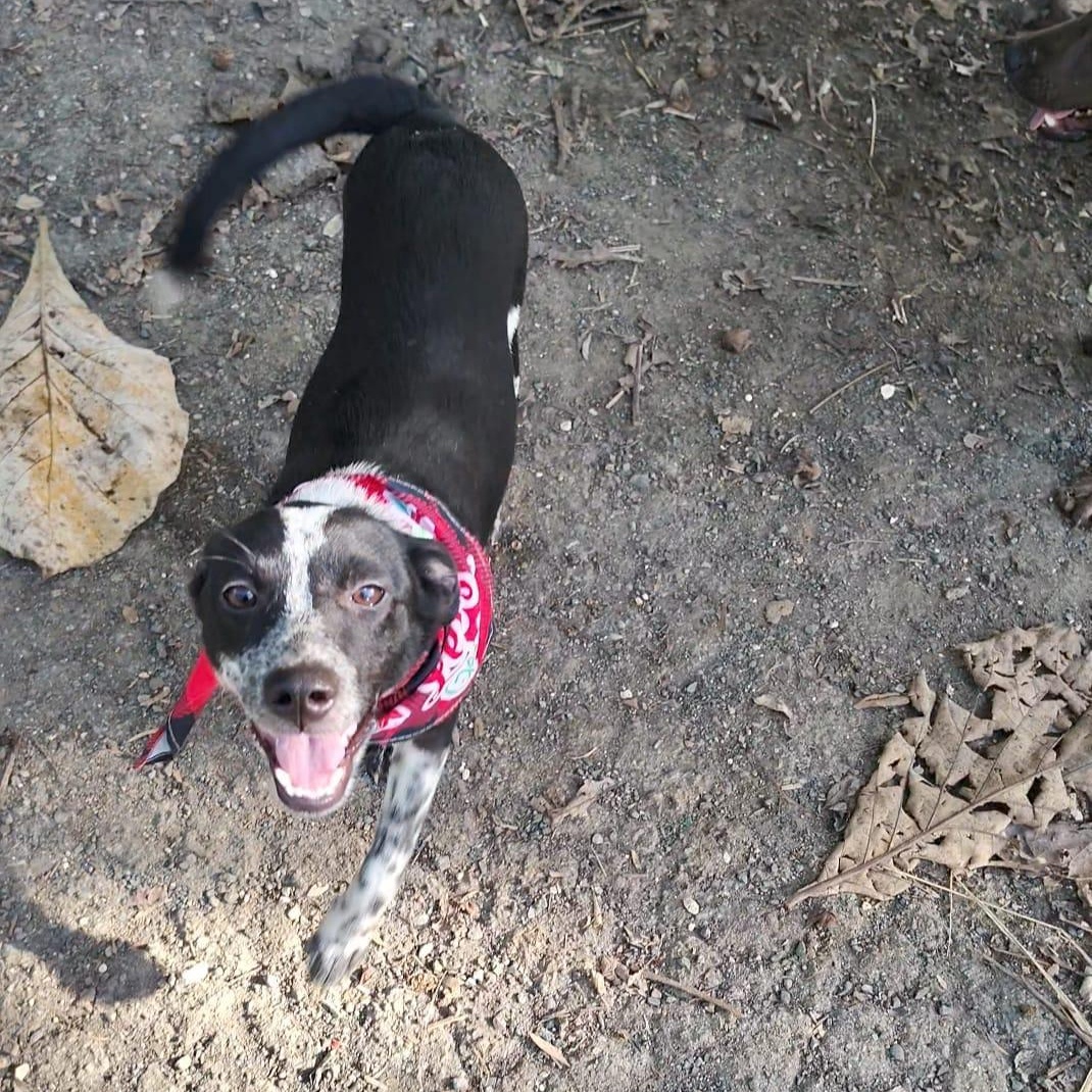 Enlarge Easton, an adopted mixed breed in Albion, NY image 3/6