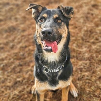 Enlarge Bentley, a Adoptable German Shepherd Dog in Bridgeport, CA image 1/2