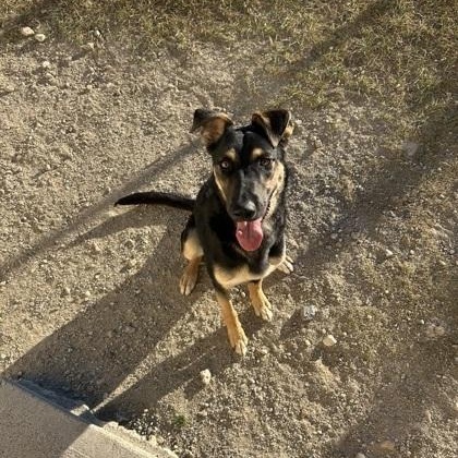 Enlarge Bentley, a Adoptable German Shepherd Dog in Bridgeport, CA image 2/2