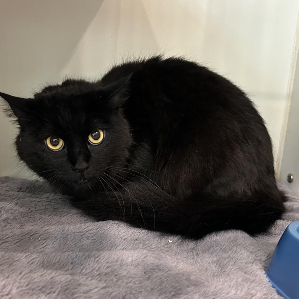 Fluffy, Adoptable, Adult Female Domestic Long Hair.