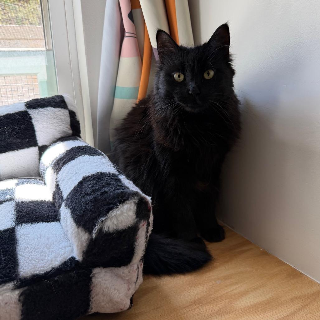 Fluffy, Adoptable, Adult Female Domestic Long Hair.