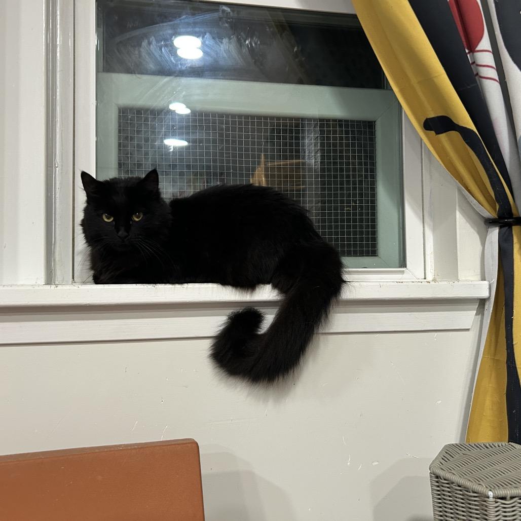 Fluffy, a Adoptable Domestic Long Hair in Oyster Bay, NY image 2/6