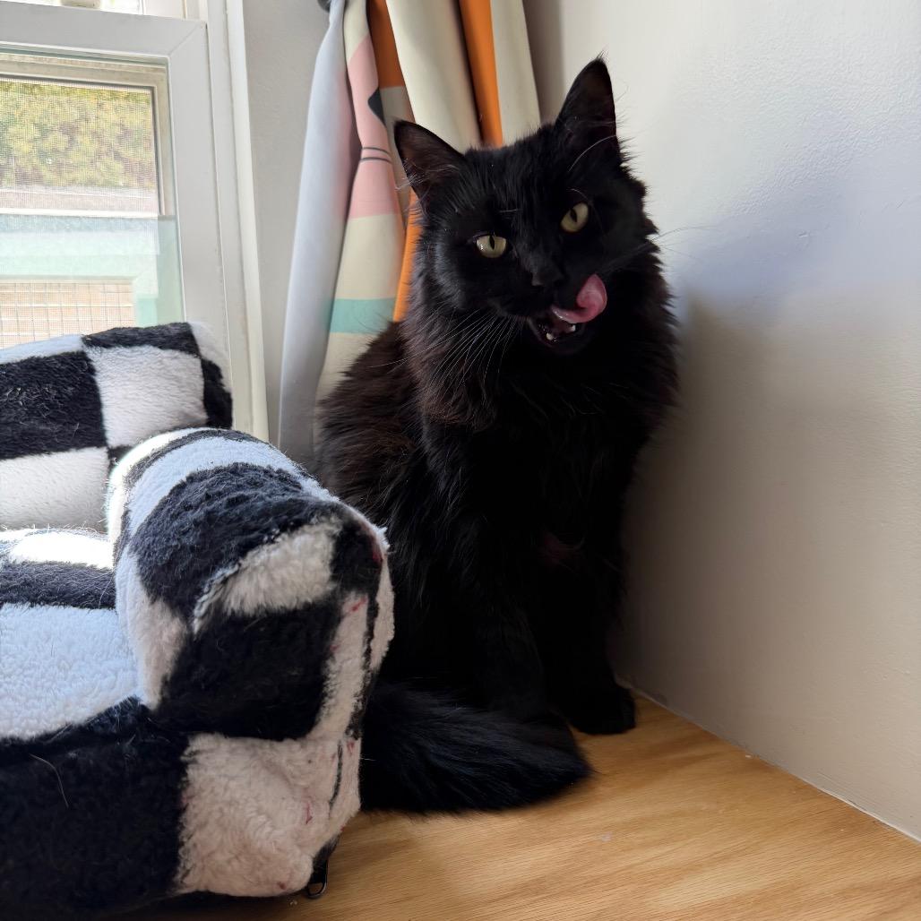 Fluffy, a Adoptable Domestic Long Hair in Oyster Bay, NY image 3/6