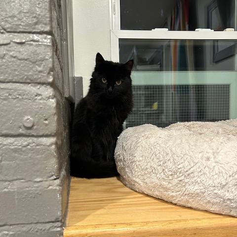 Enlarge Fluffy, a Adoptable Domestic Long Hair in Oyster Bay, NY image 2/6