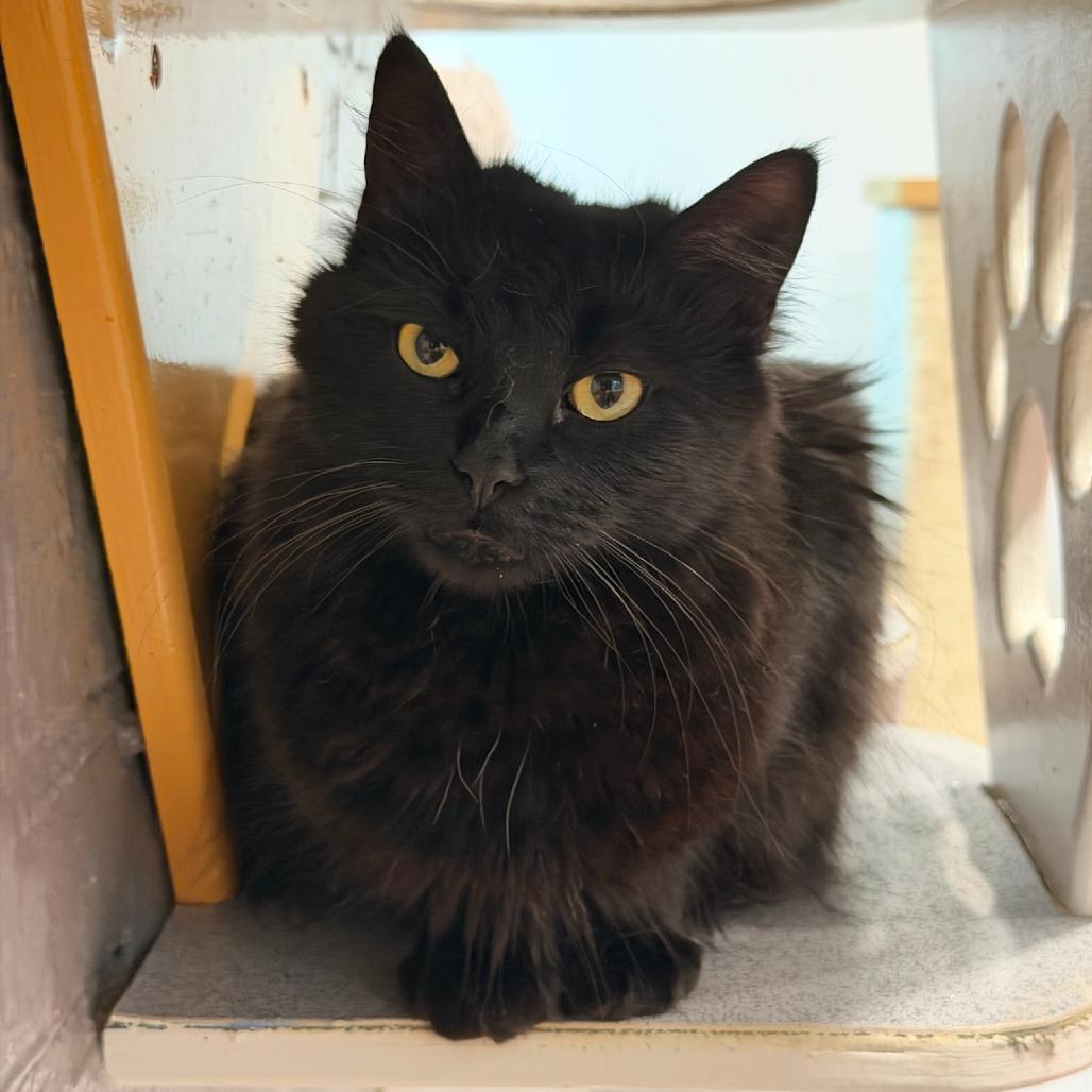 Fluffy, a Adoptable Domestic Long Hair in Oyster Bay, NY image 5/6