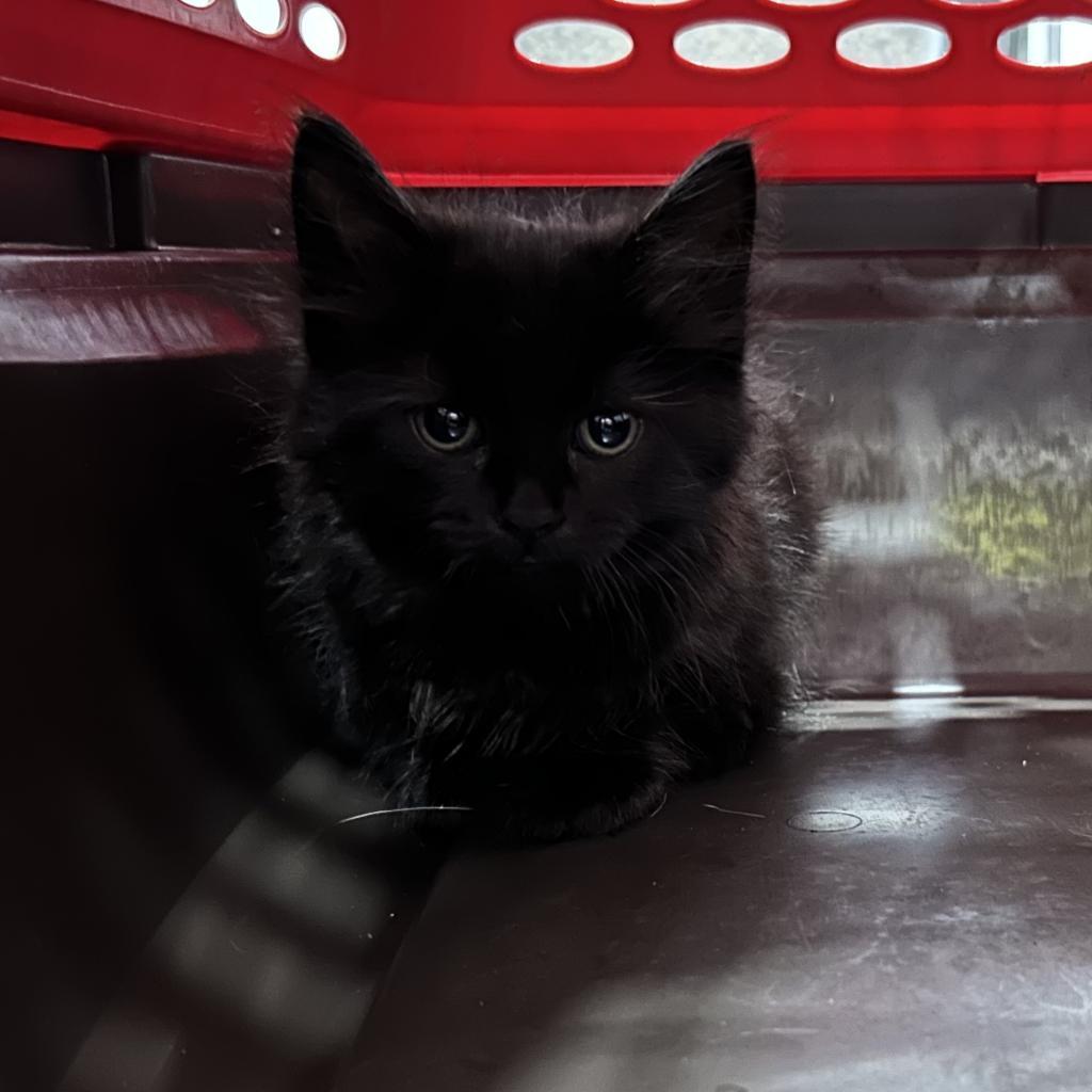 Enlarge Fluffy, a Adoptable Domestic Long Hair in Oyster Bay, NY image 5/6