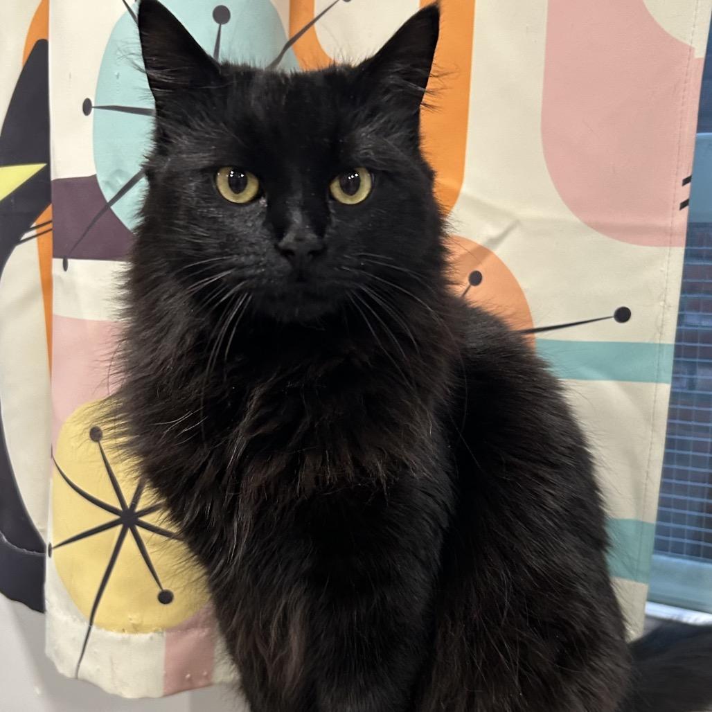 Enlarge Fluffy, a Adoptable Domestic Long Hair in Oyster Bay, NY image 6/6