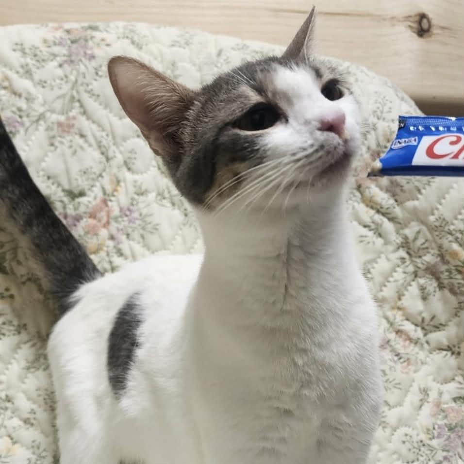 Enlarge Scarlett, a Adoptable Domestic Short Hair in Asheville, NC image 3/3