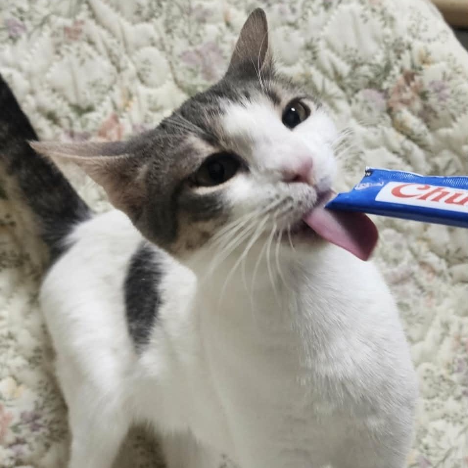 Enlarge Scarlett, a Adoptable Domestic Short Hair in Asheville, NC image 2/3