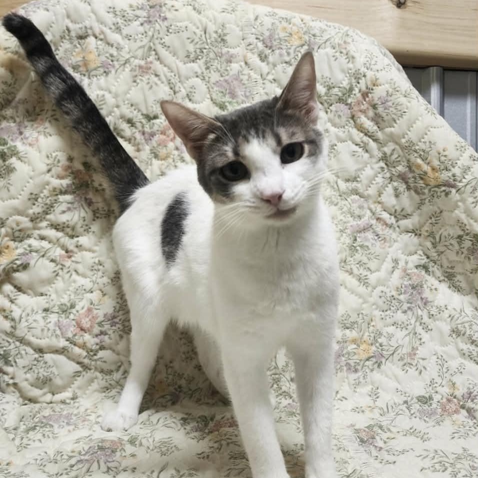 Enlarge Scarlett, a Adoptable Domestic Short Hair in Asheville, NC image 1/3