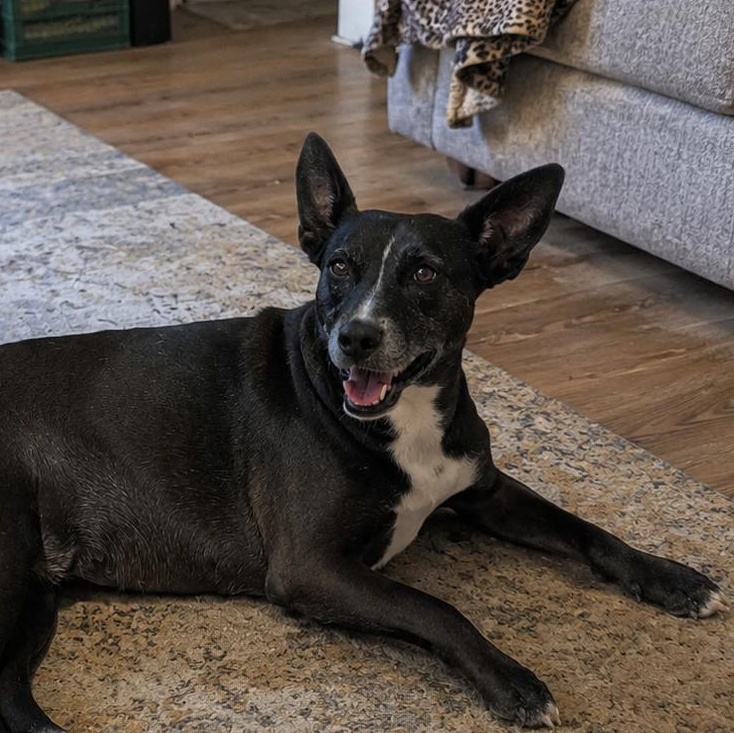 Lena, ADOPTABLE, Adult Female Basenji & Carolina Dog.