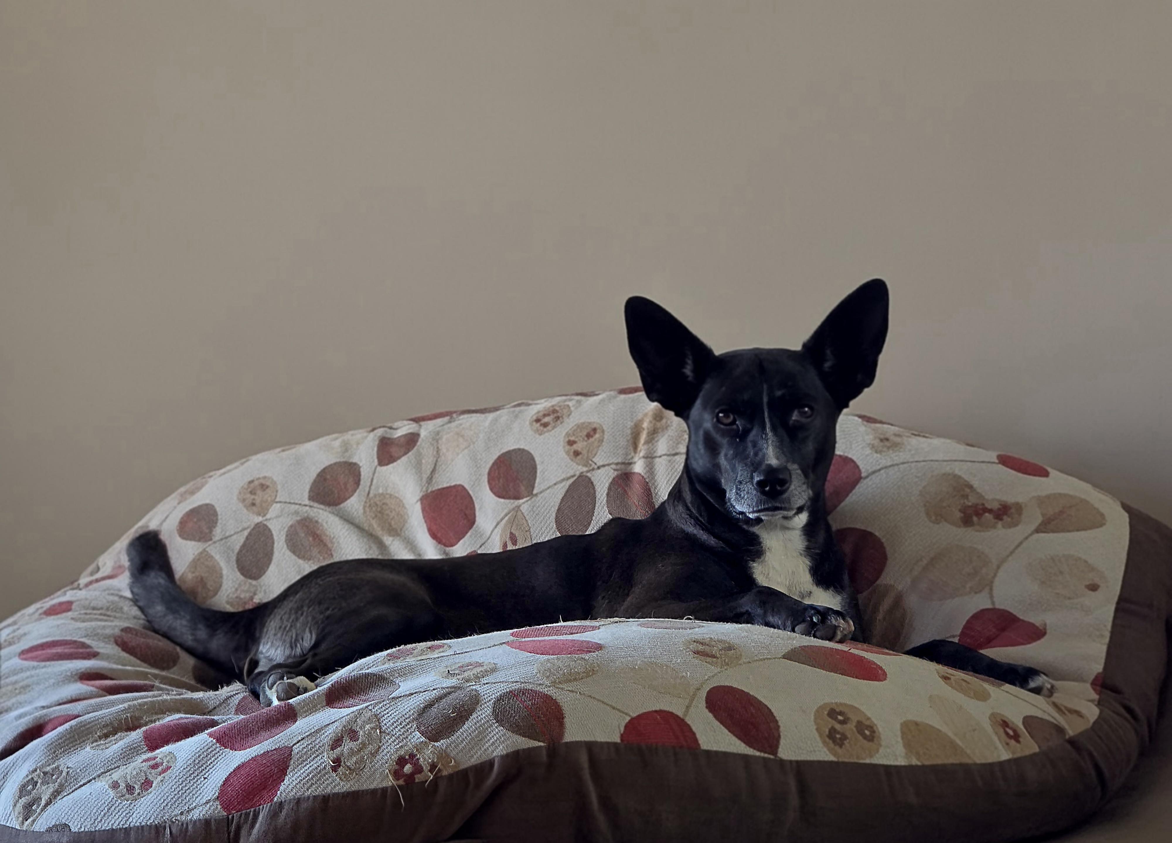 Enlarge Lena, a ADOPTABLE mixed breed in Encinitas, CA image 5/5